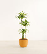 Lemon Lime plant