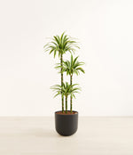 Lemon Lime plant