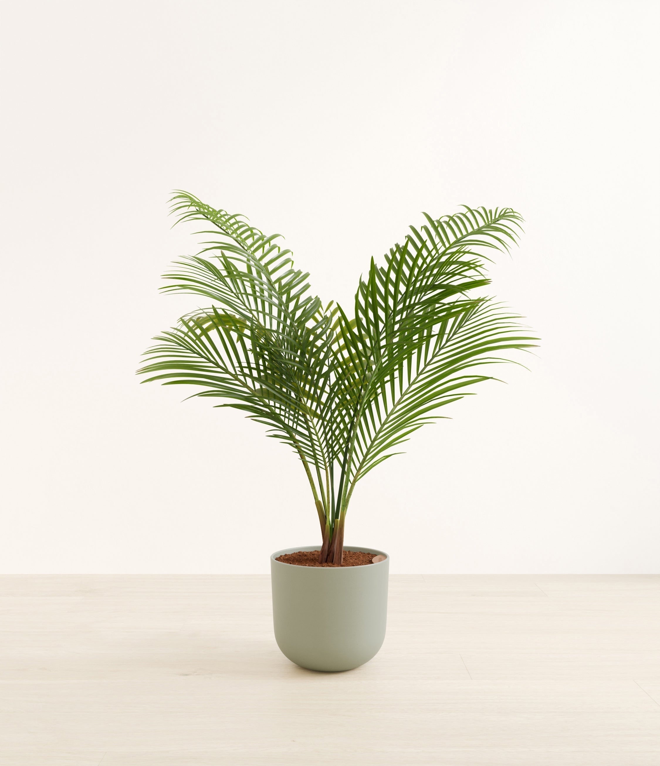 Majesty Palm plant