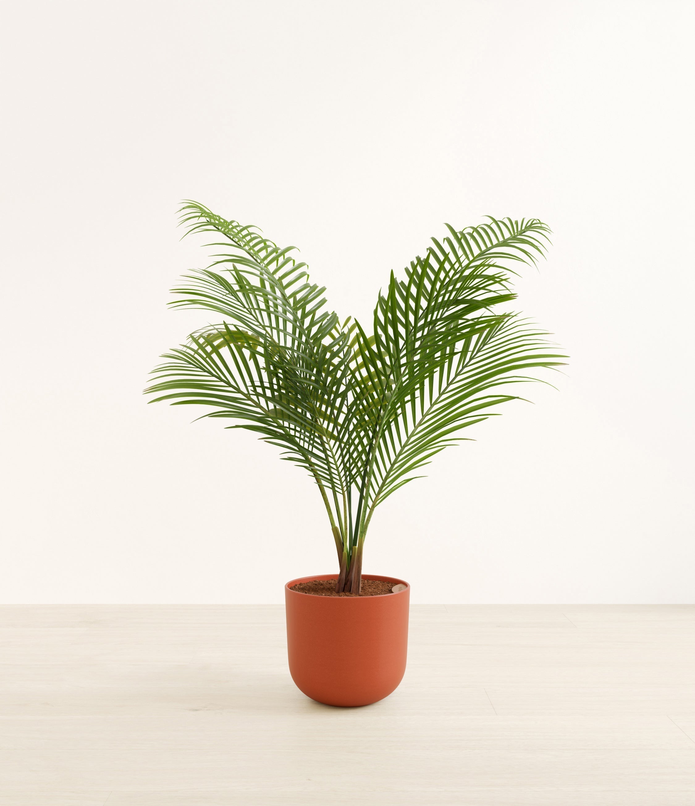 Majesty Palm plant