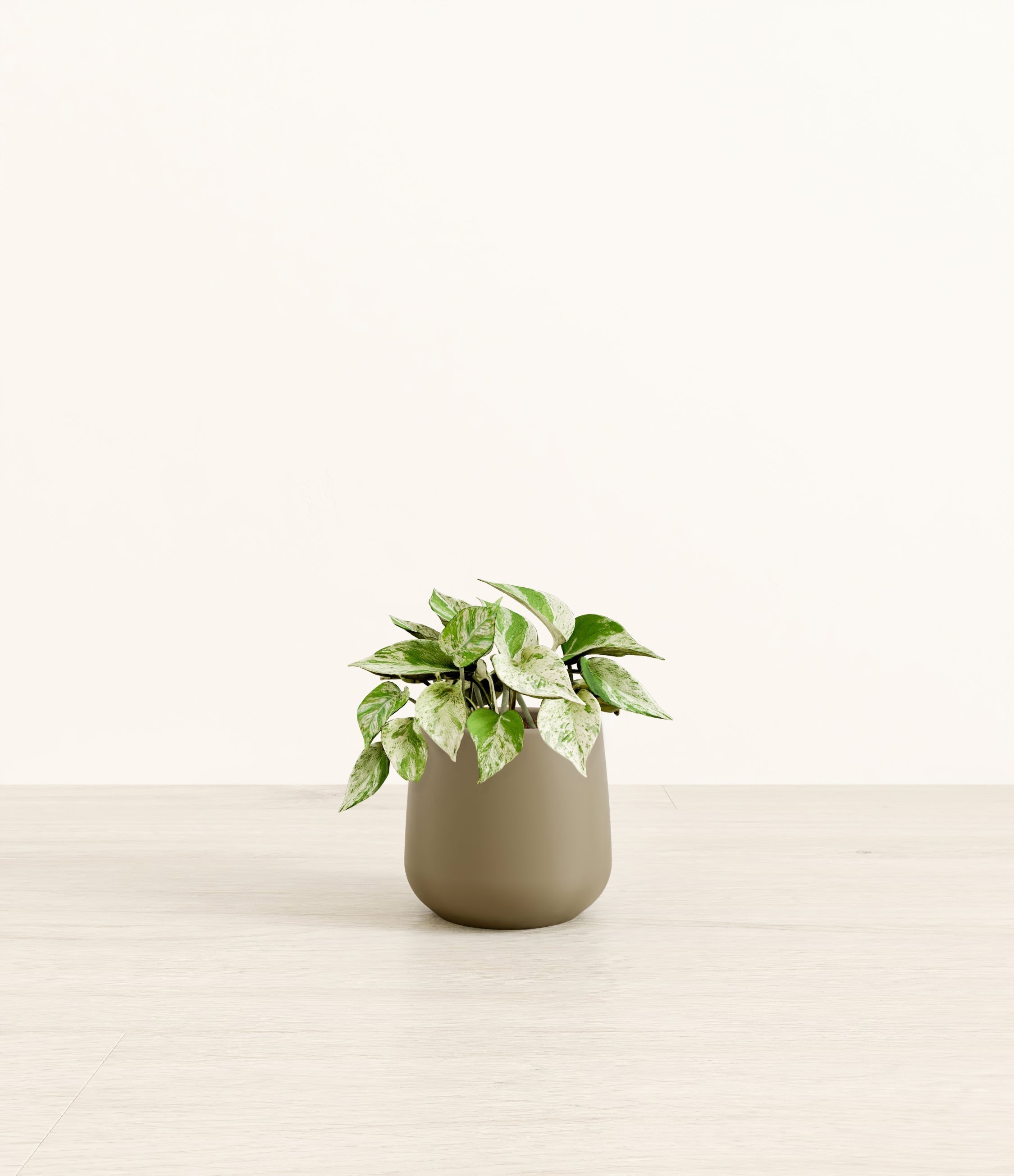 Marble Pothos plant