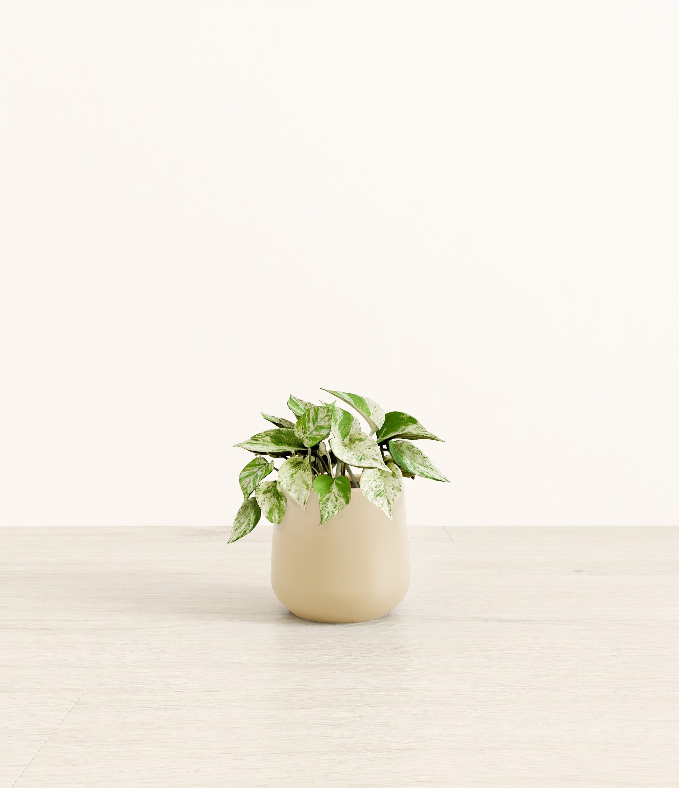 Marble Pothos plant