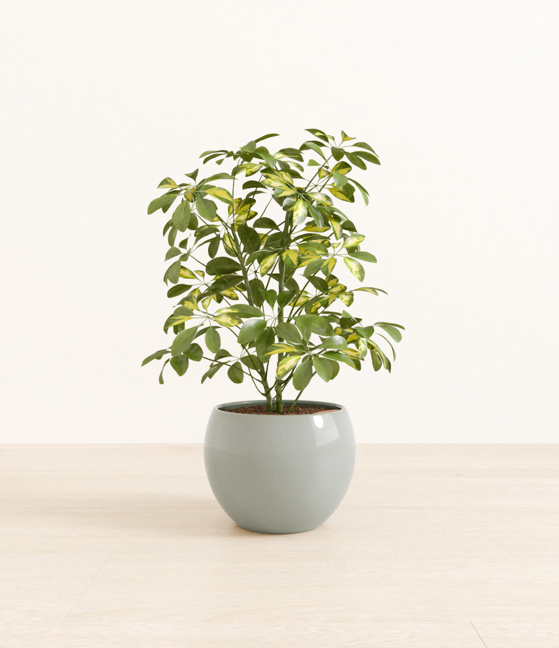Marble Schefflera plant