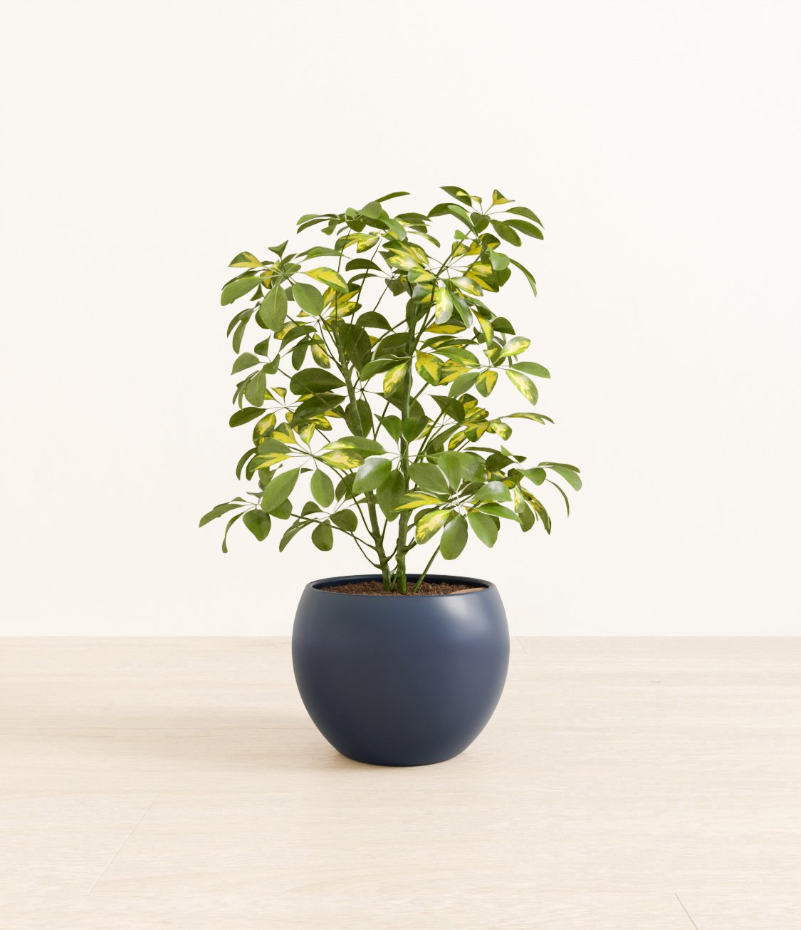 Marble Schefflera plant