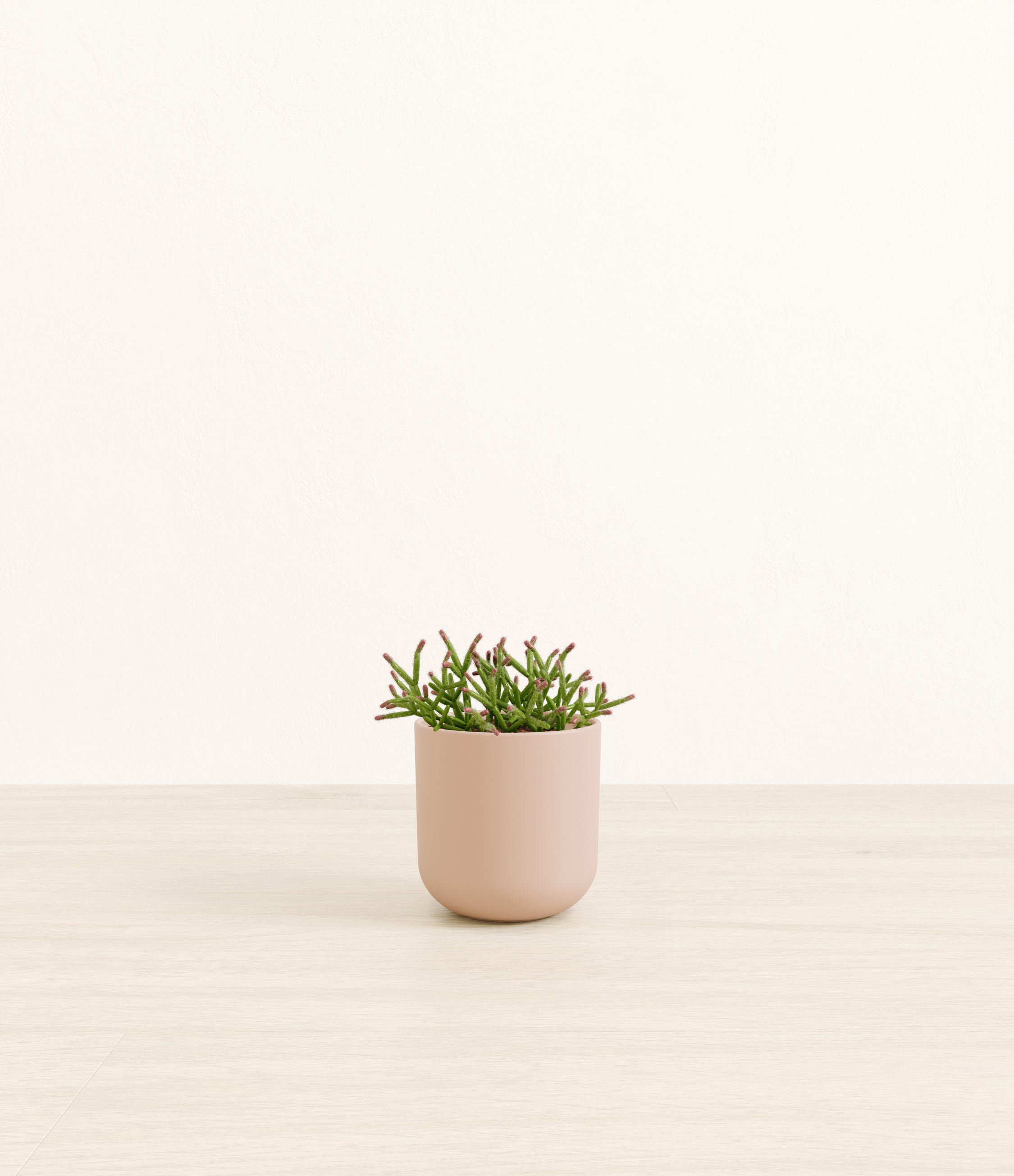 Mistletoe Cactus plant