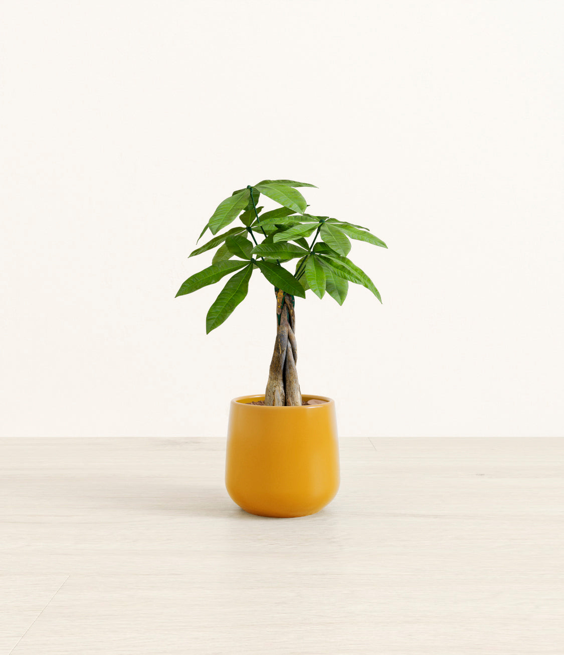 Money Tree plant