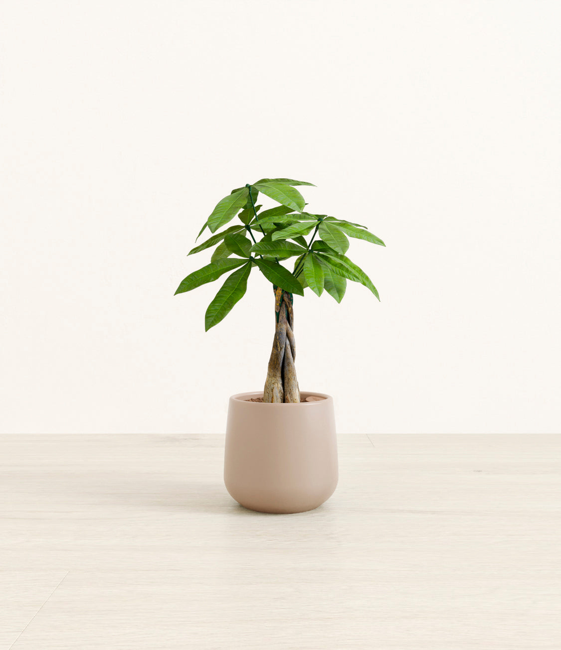 Money Tree plant