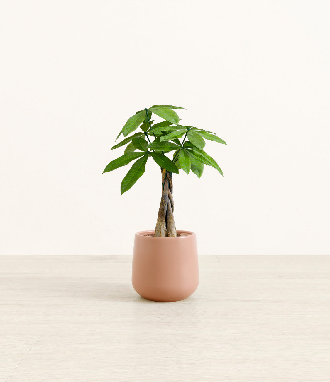 Money Tree plant