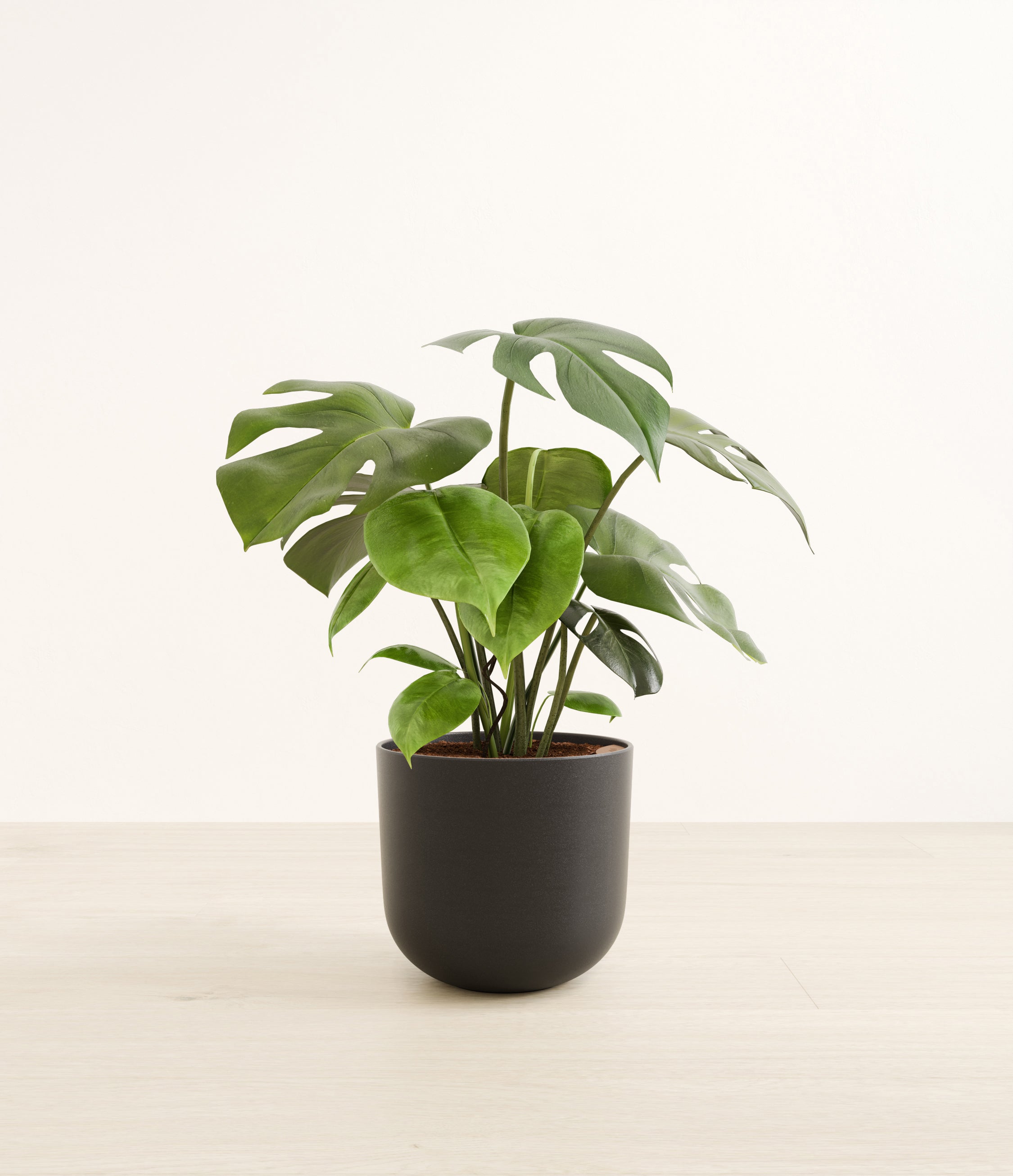 Monstera plant