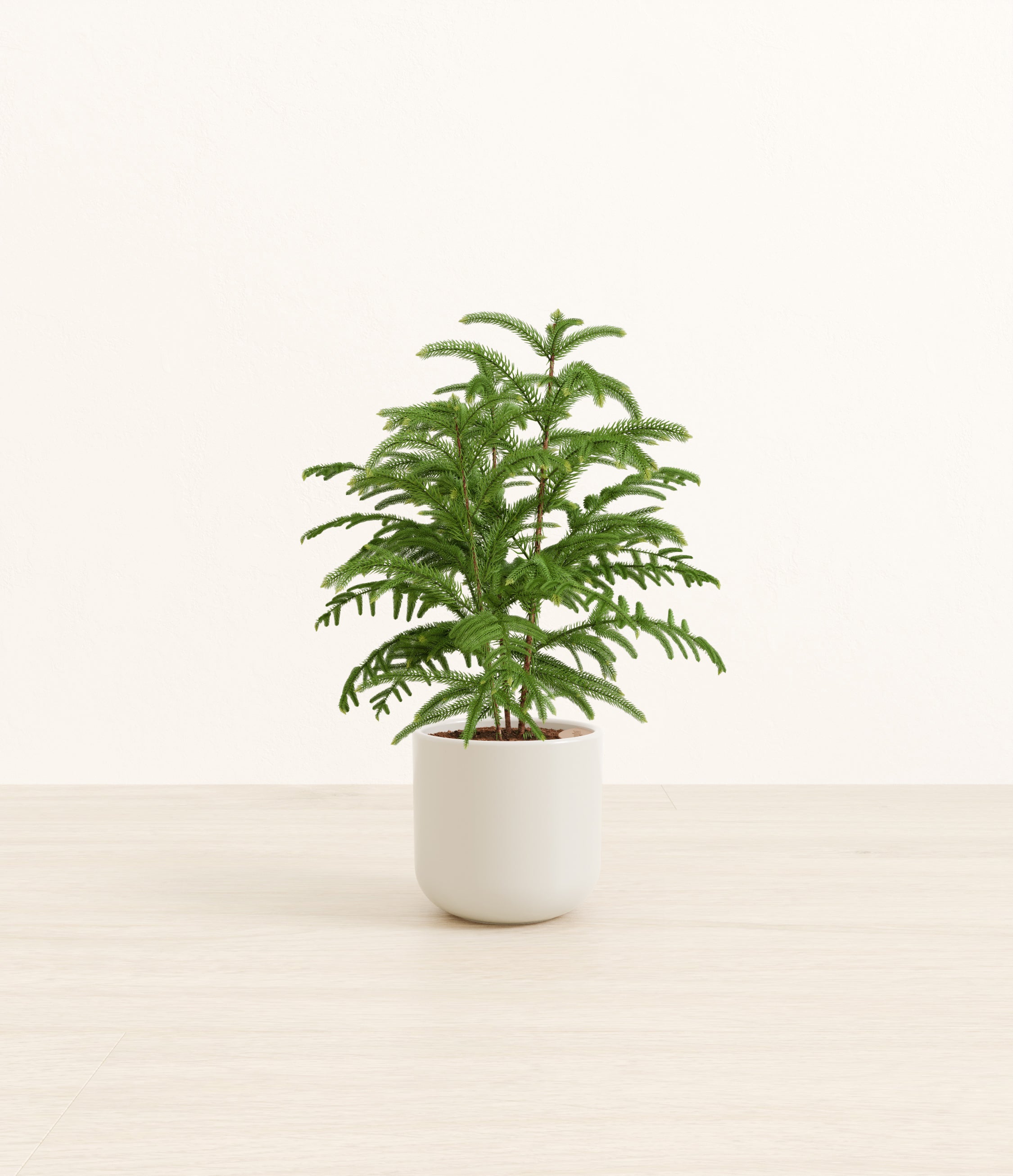 Norfolk Pine plant