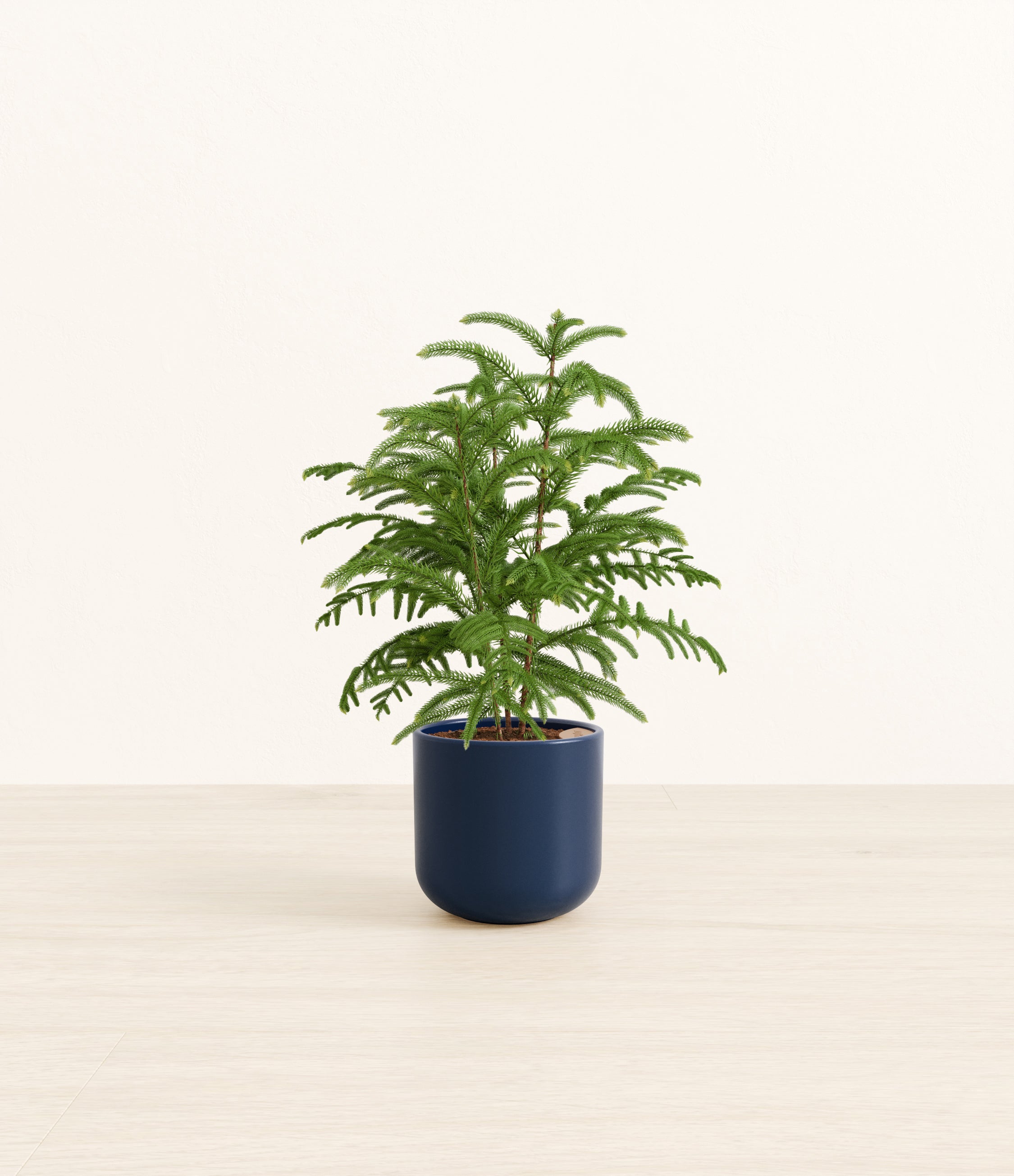 Norfolk Pine plant
