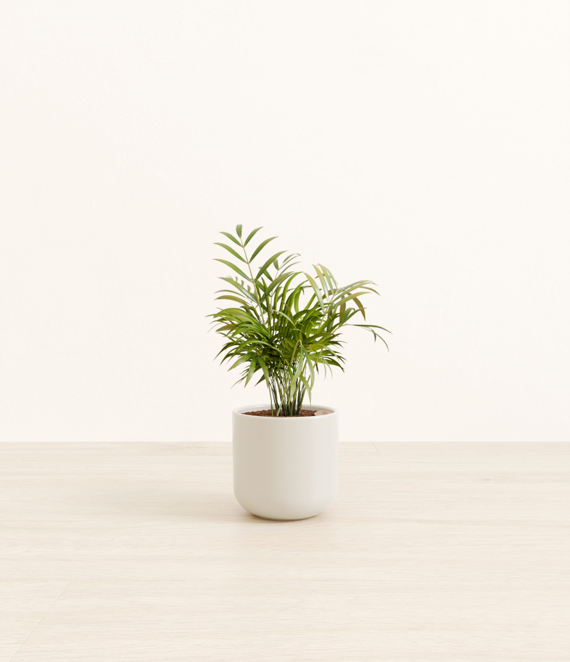 Parlor Palm plant