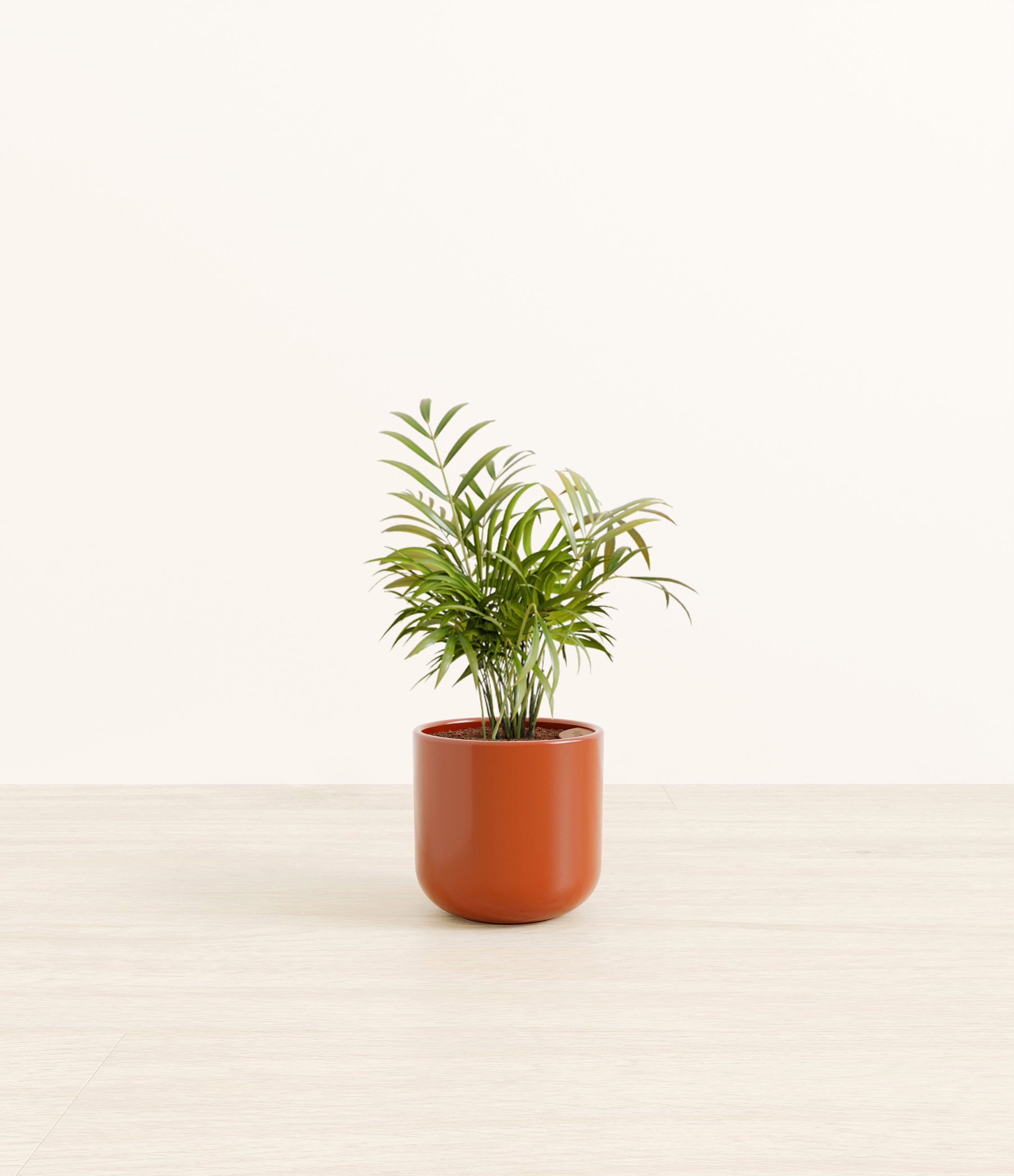 Parlor Palm plant