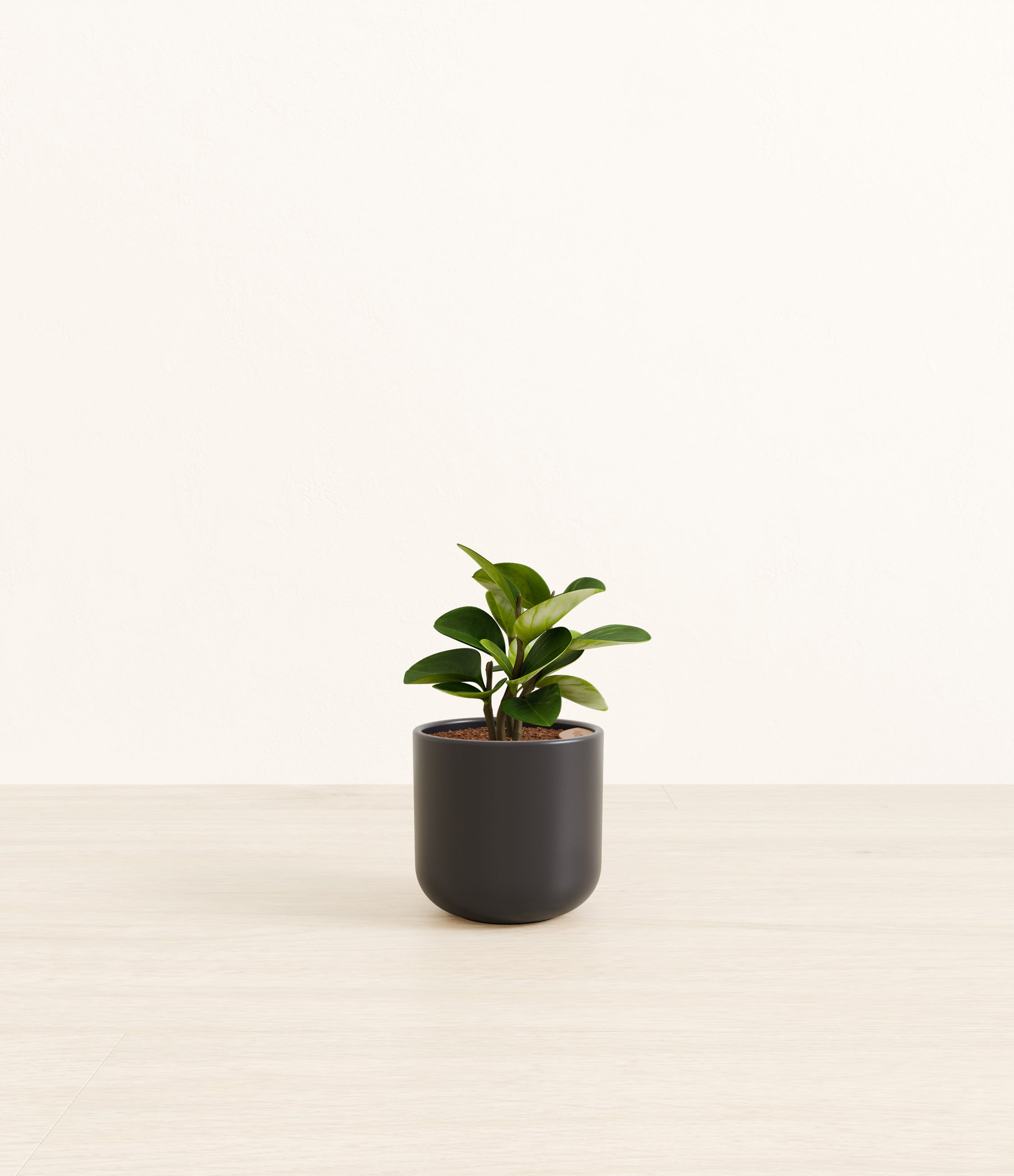 Peperomia plant