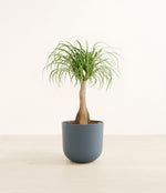 Ponytail Palm plant