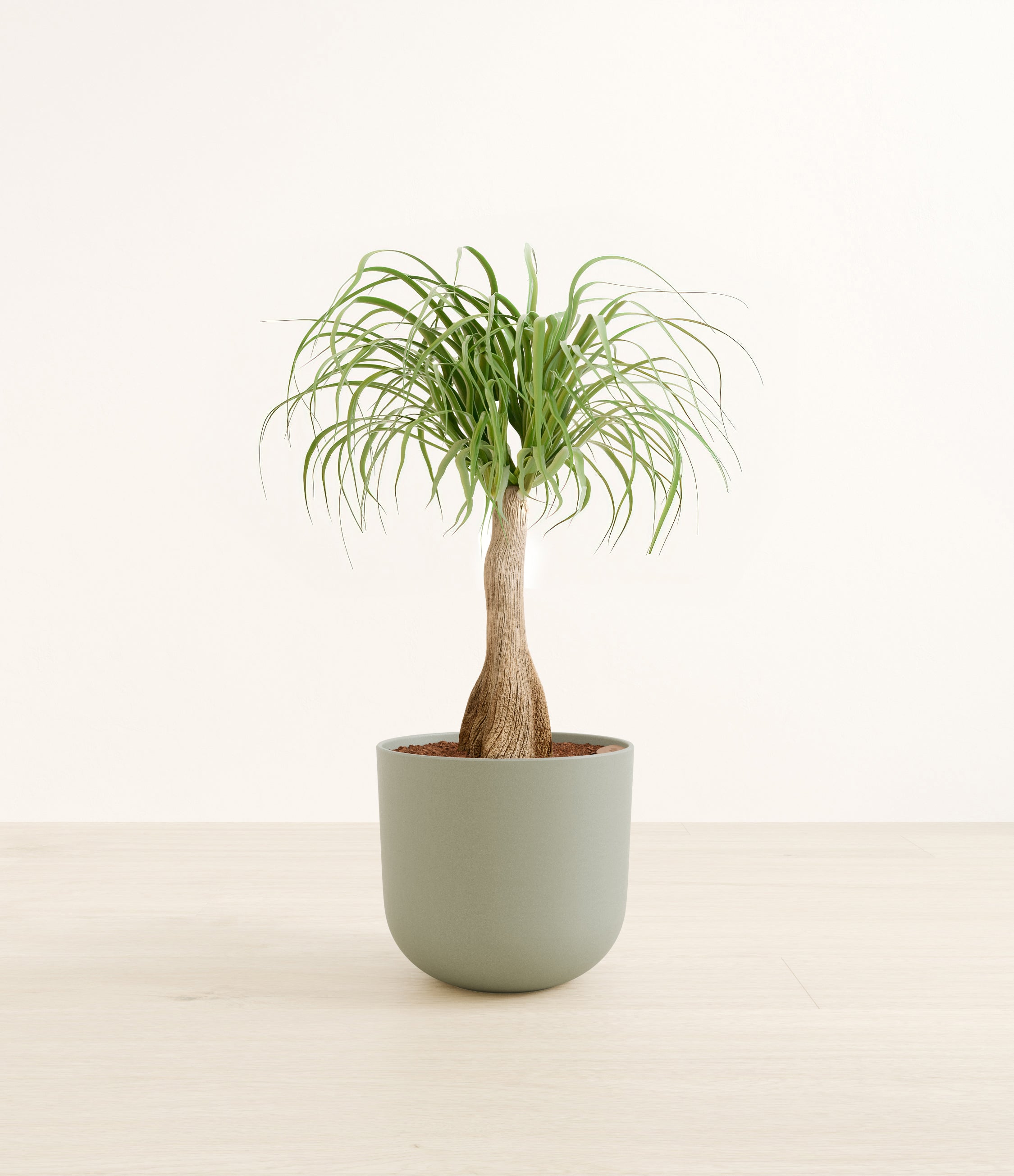 Ponytail Palm plant