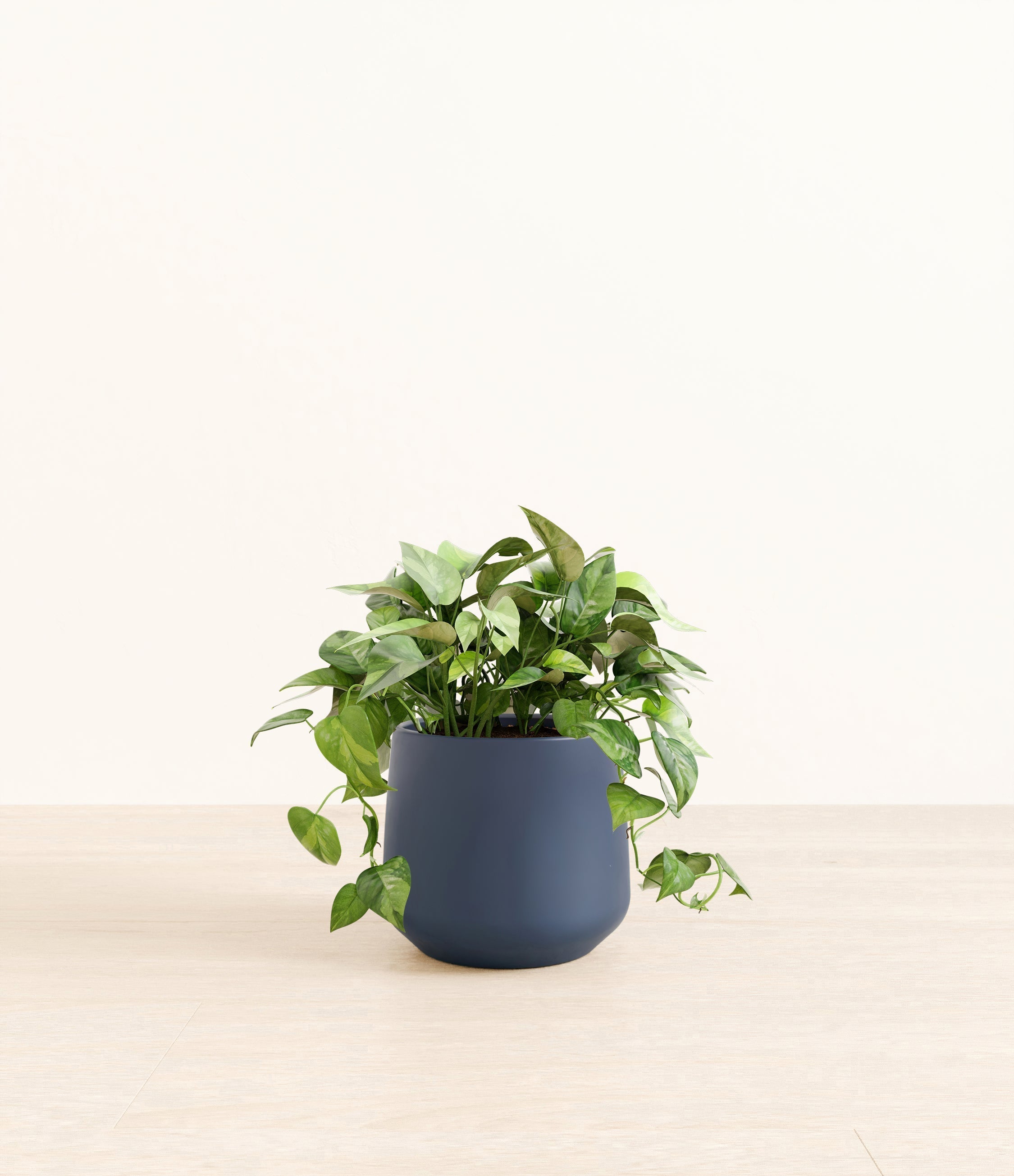 Pothos Global Green plant