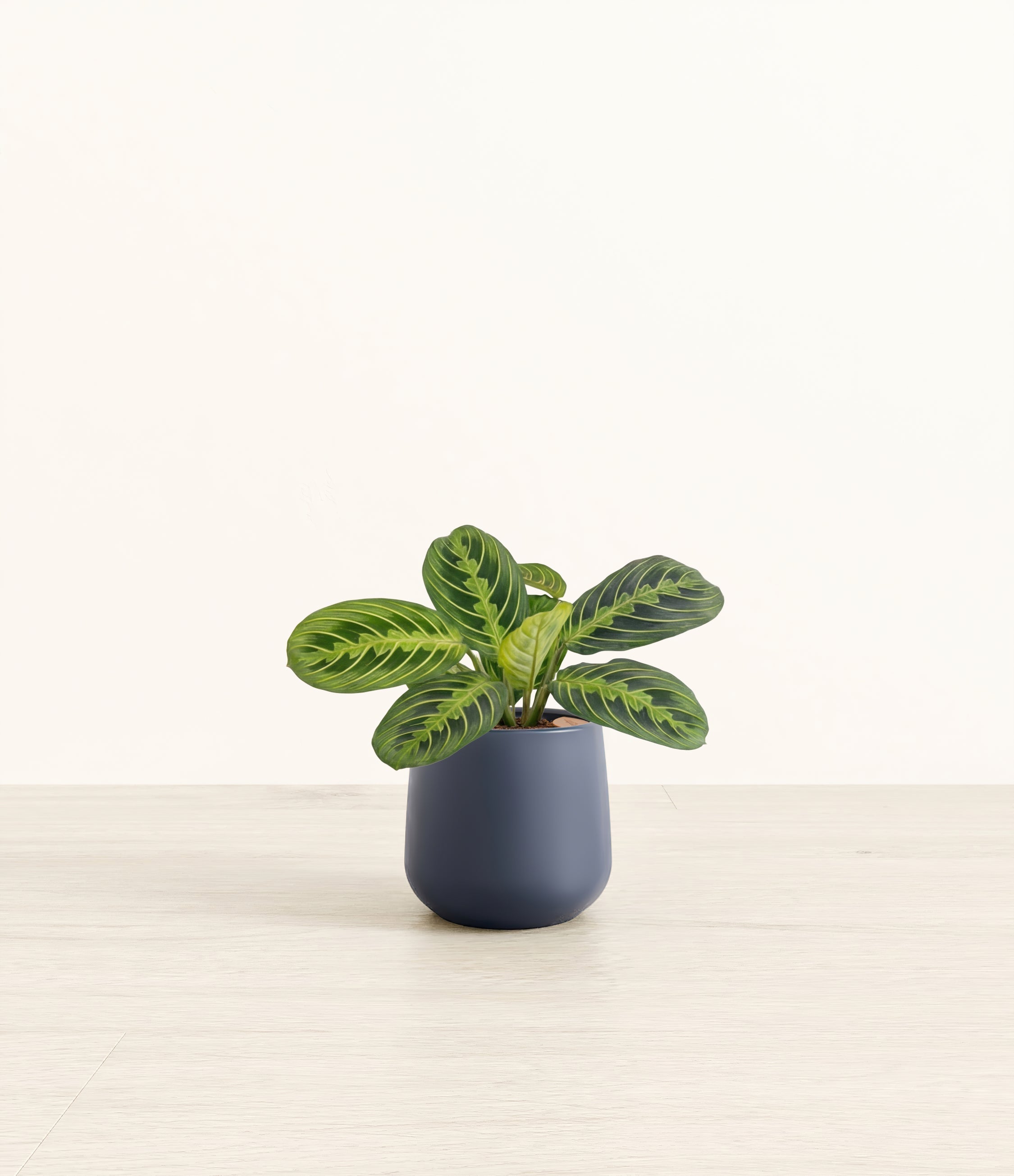 Prayer Plant Lemon Lime plant