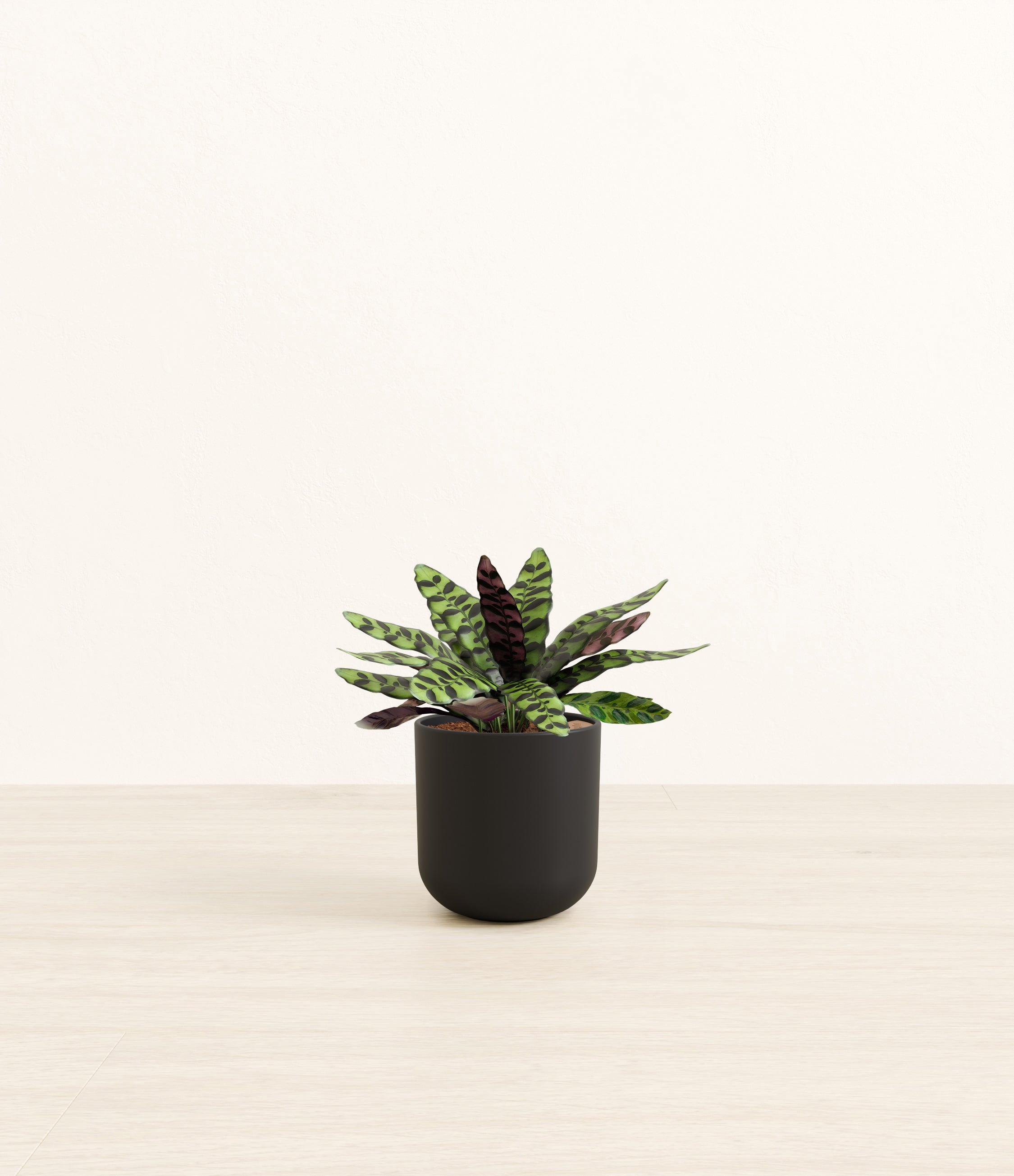 Rattlesnake Calathea plant