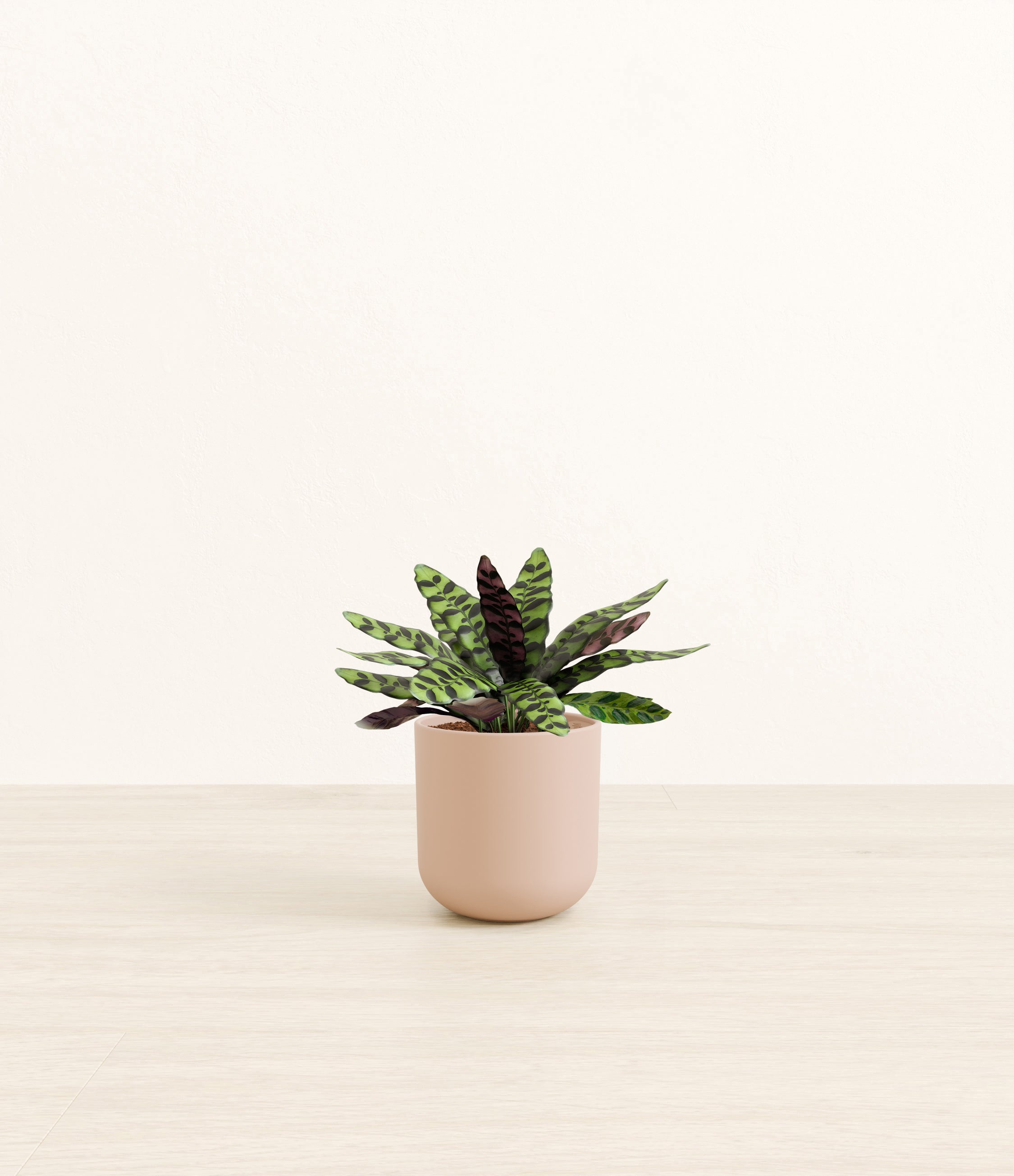 Rattlesnake Calathea plant