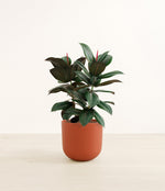 Rubber Tree plant