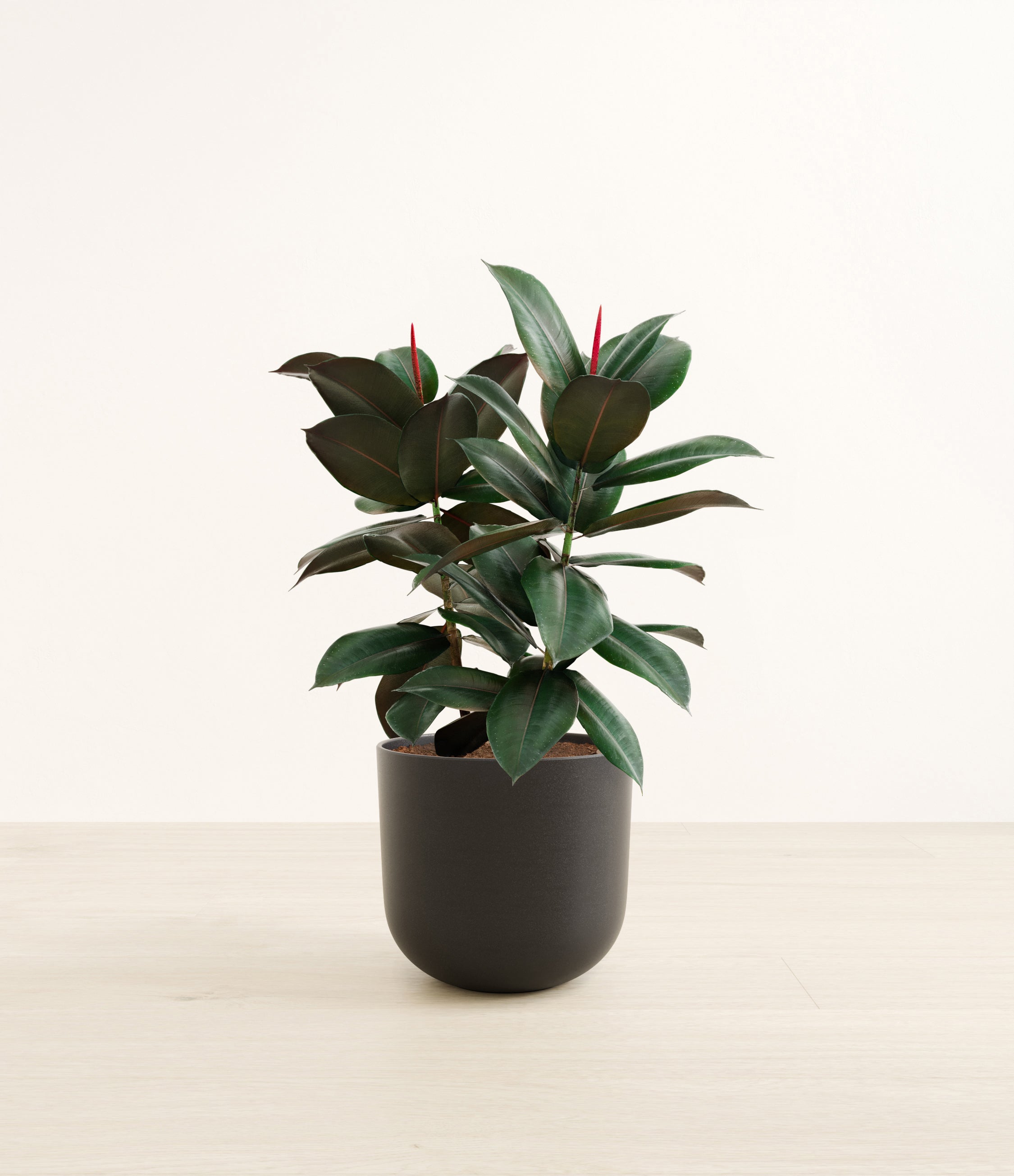 Rubber Tree plant