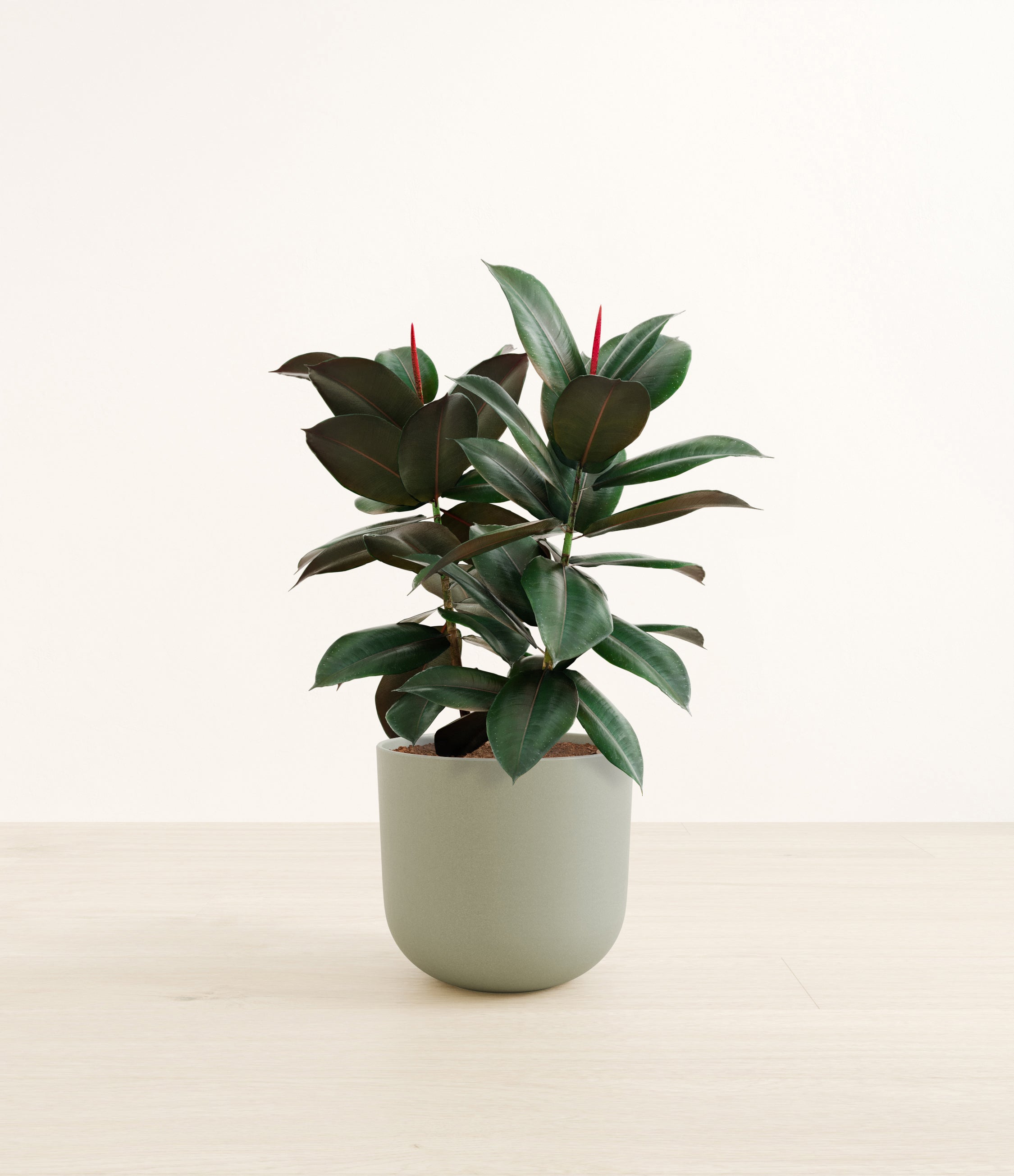 Rubber Tree plant