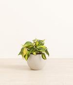 Scandens Brazil plant