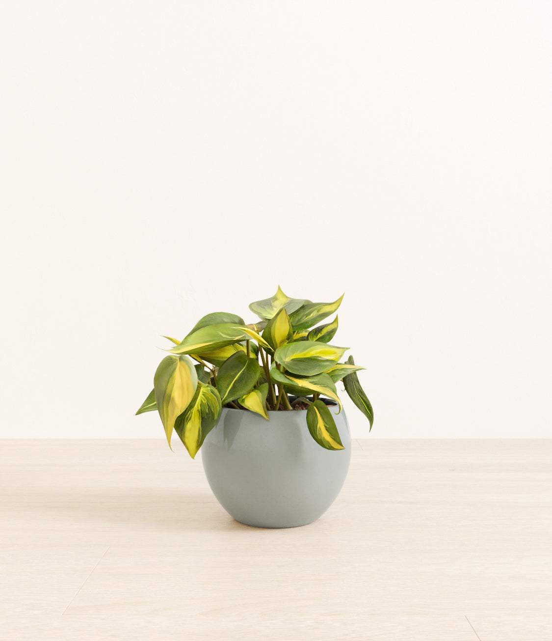 Scandens Brazil plant