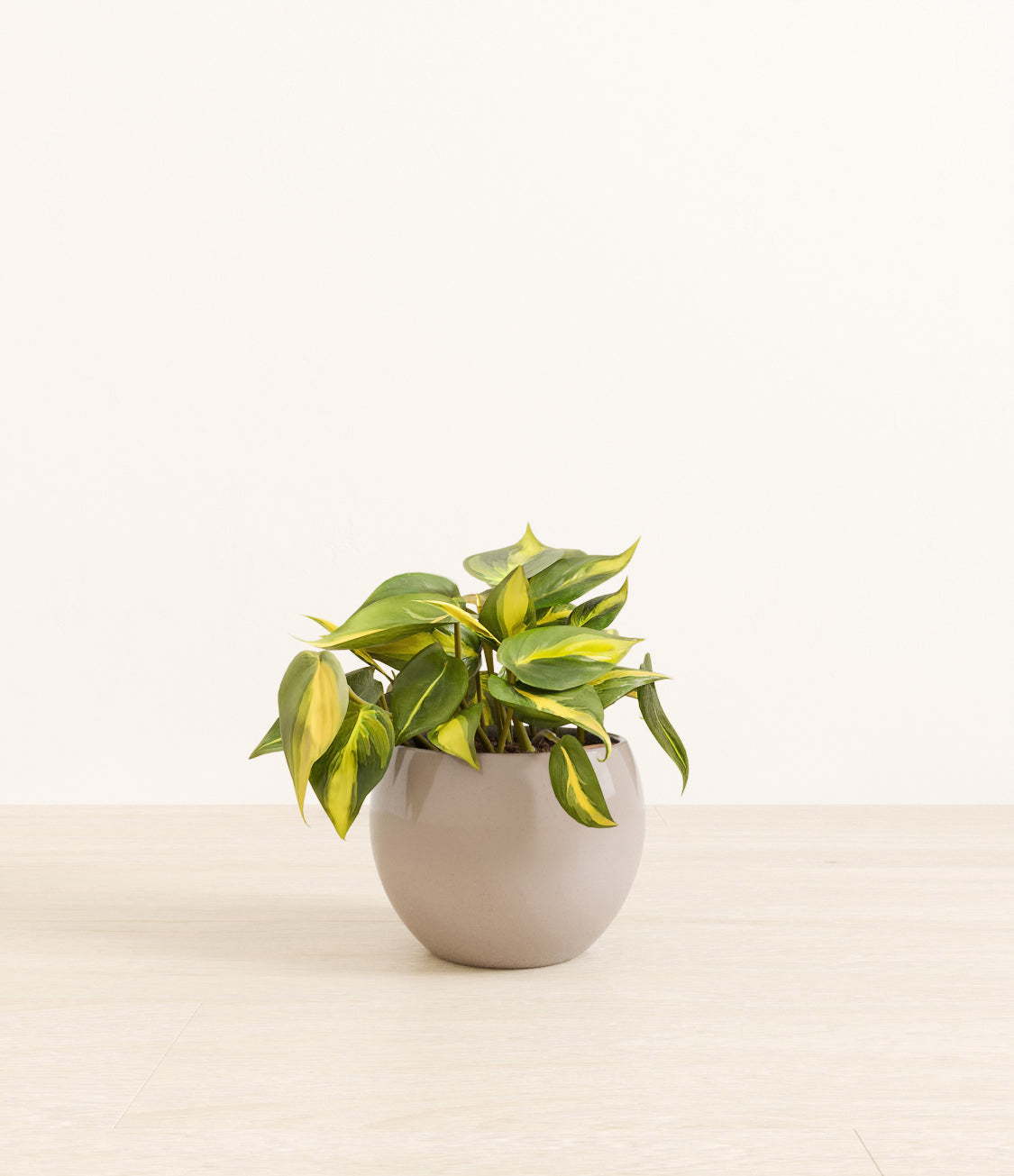 Scandens Brazil plant