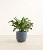 Silver Bay plant