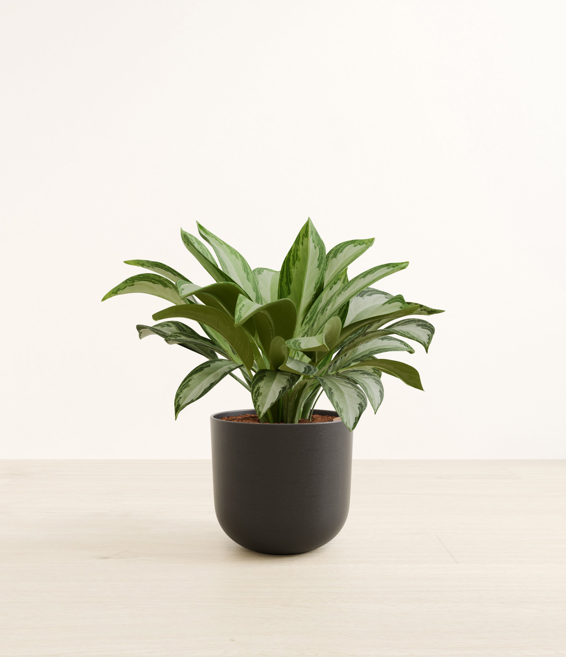 Silver Bay plant