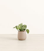 Silver Pothos plant