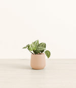 Silver Pothos plant