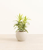 Song Of India plant