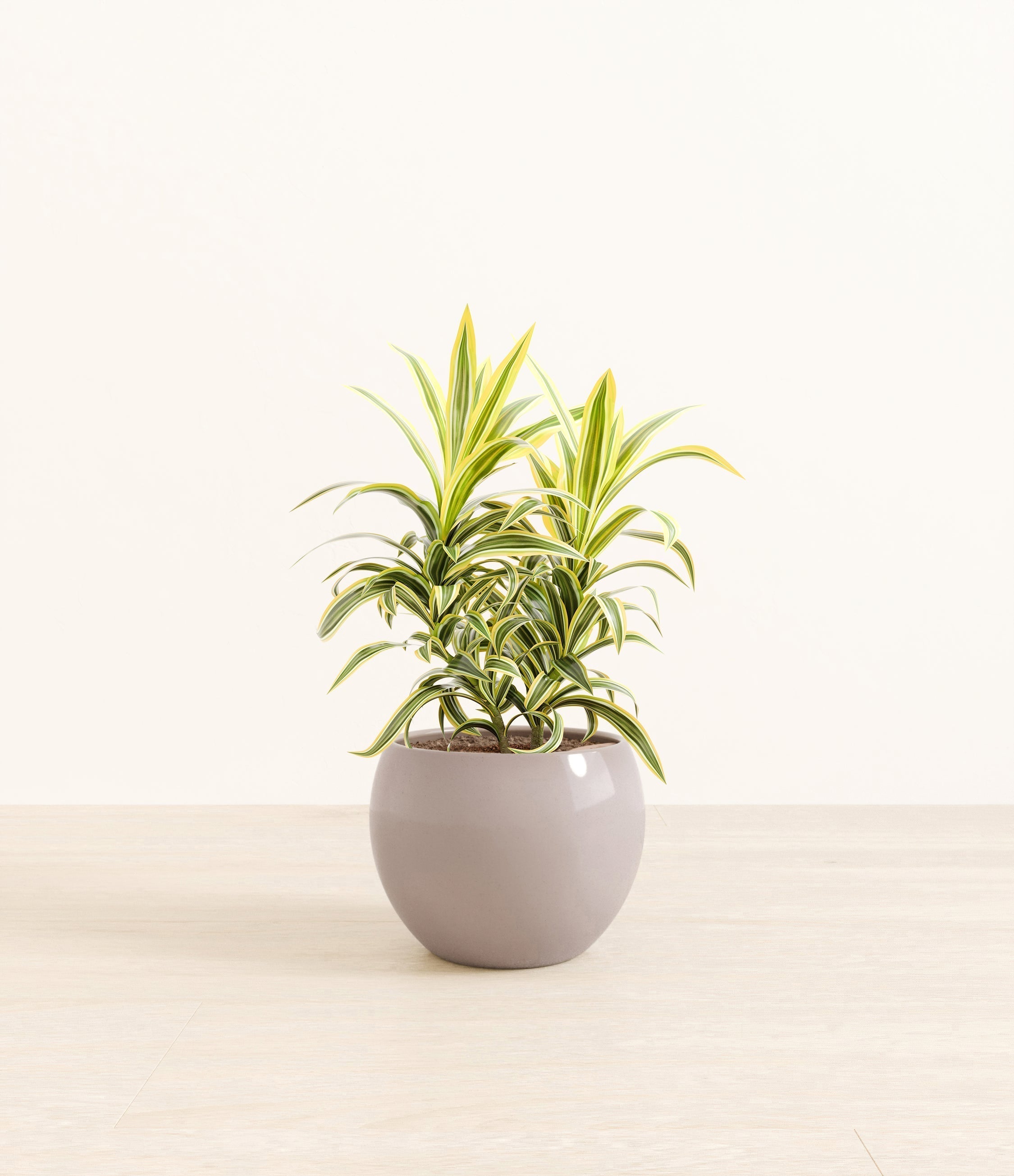 Song Of India plant