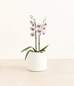 Spotted White Orchid plant