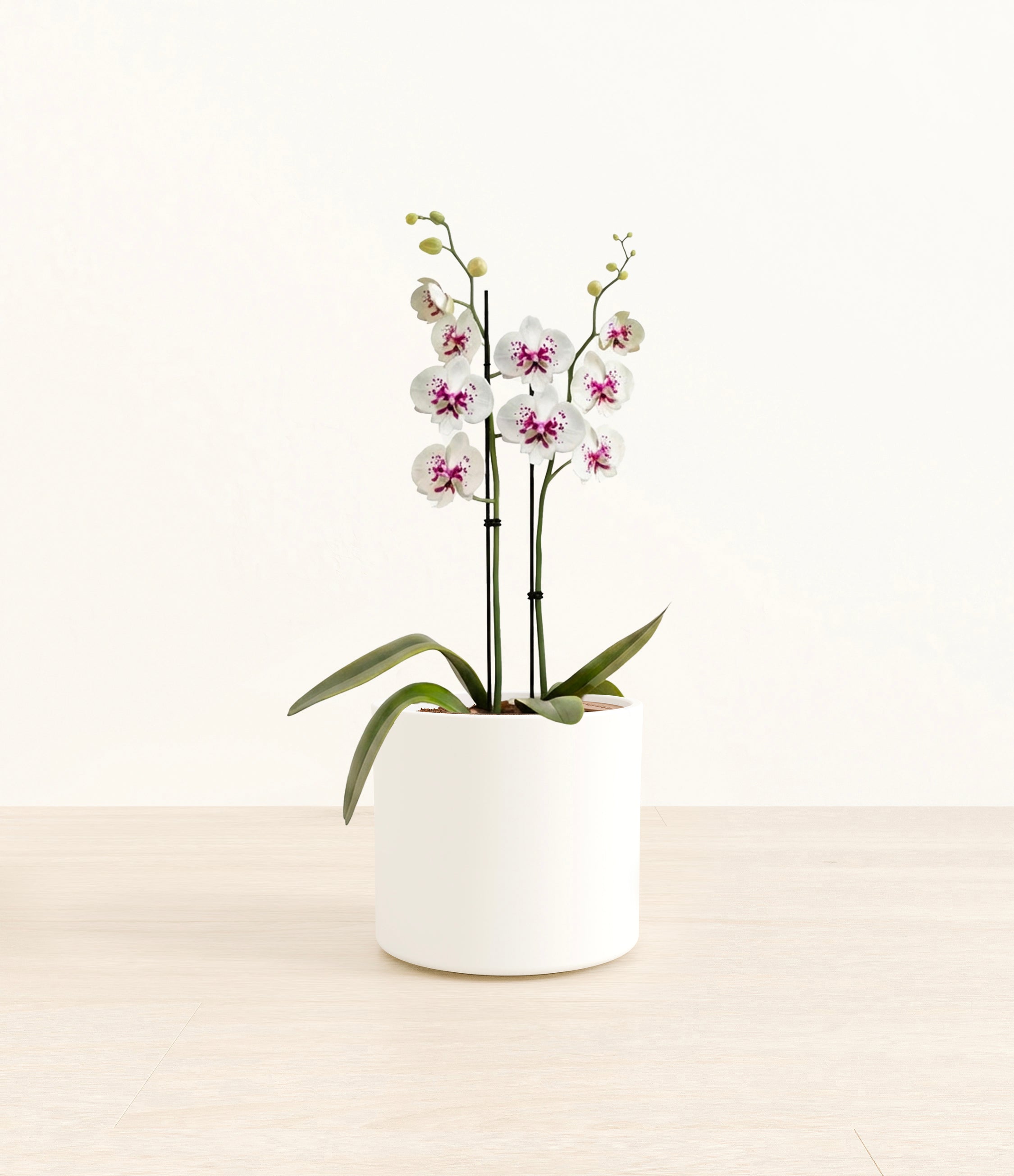 Spotted White Orchid plant
