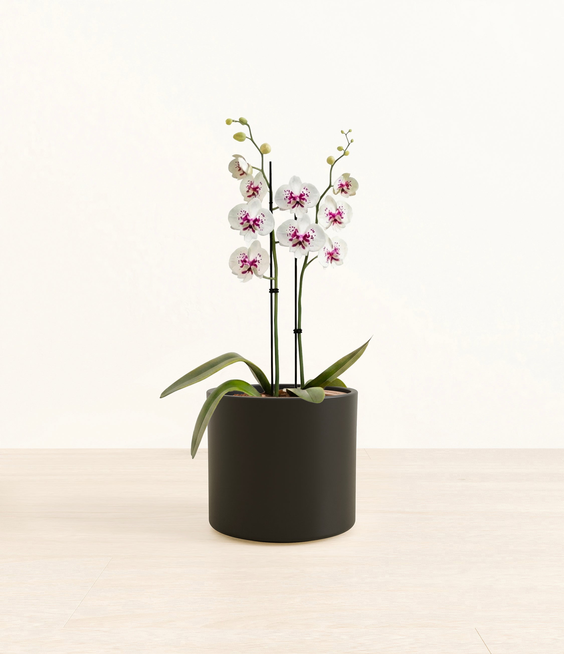 Spotted White Orchid plant