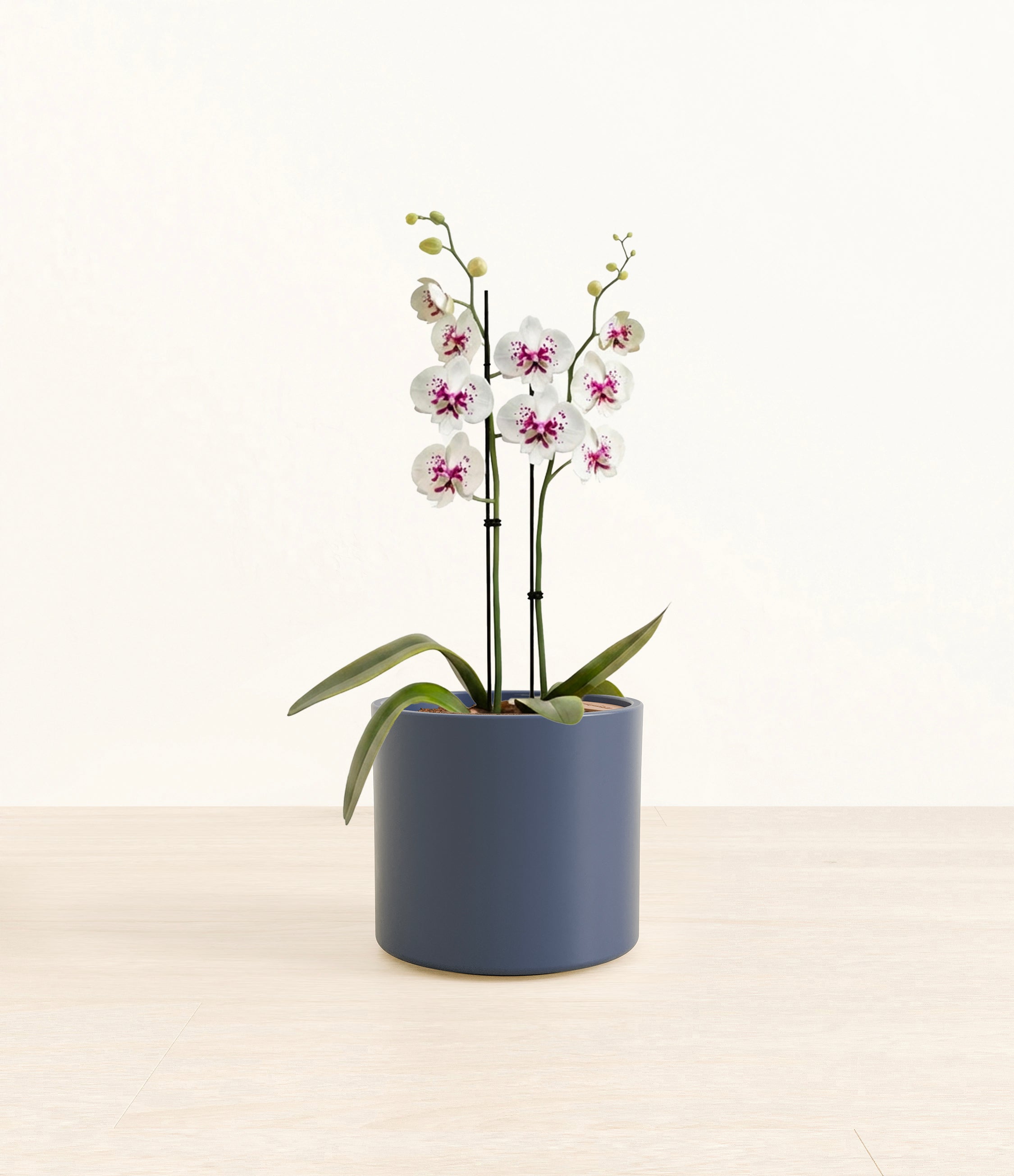 Spotted White Orchid plant