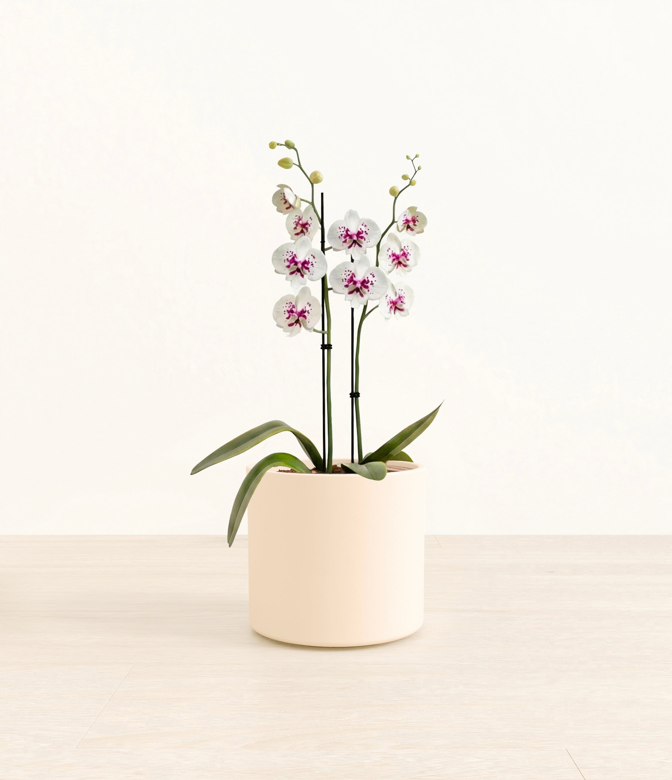 Spotted White Orchid plant