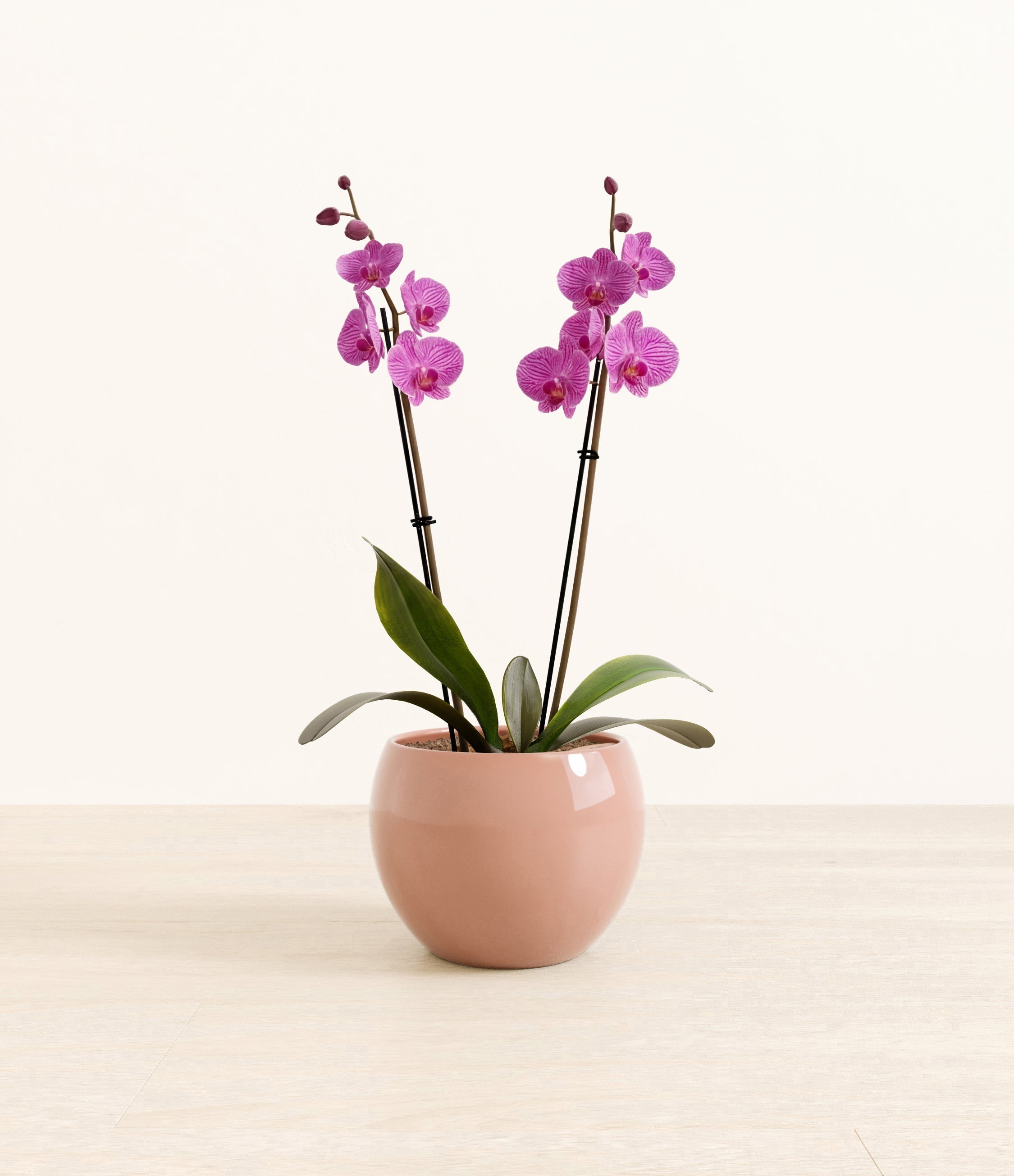 Striped Magenta Orchid plant