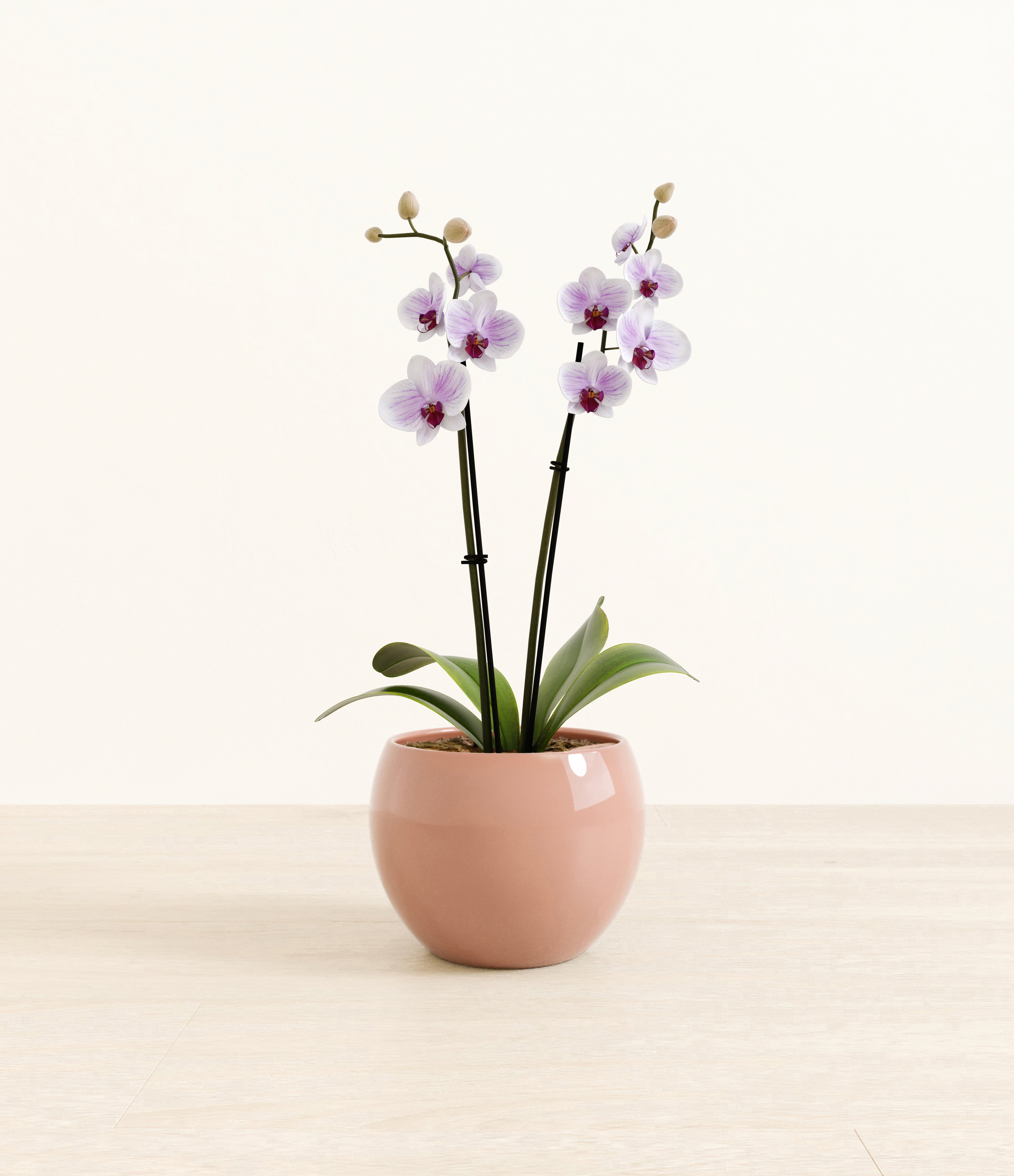 Striped White Orchid plant