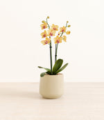 Striped Yellow Orchid plant