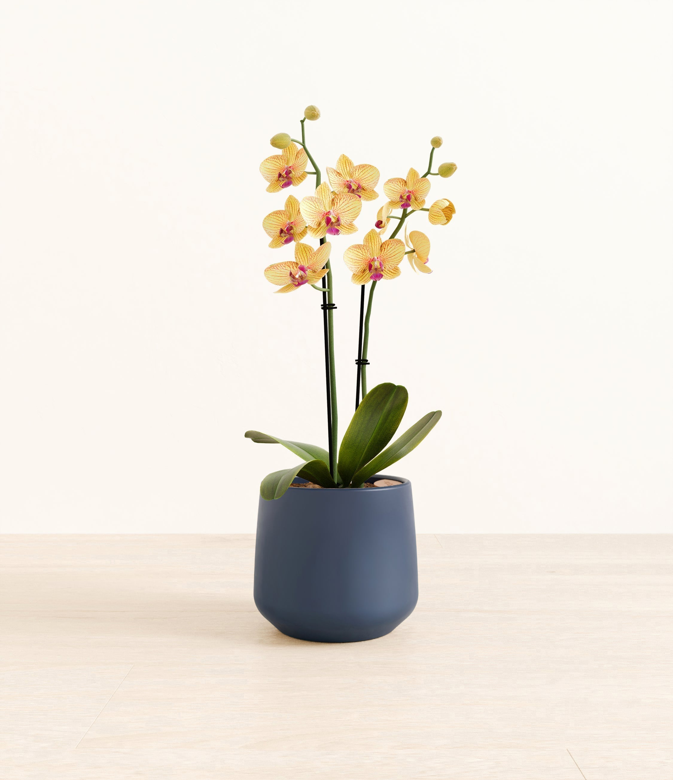 Striped Yellow Orchid plant