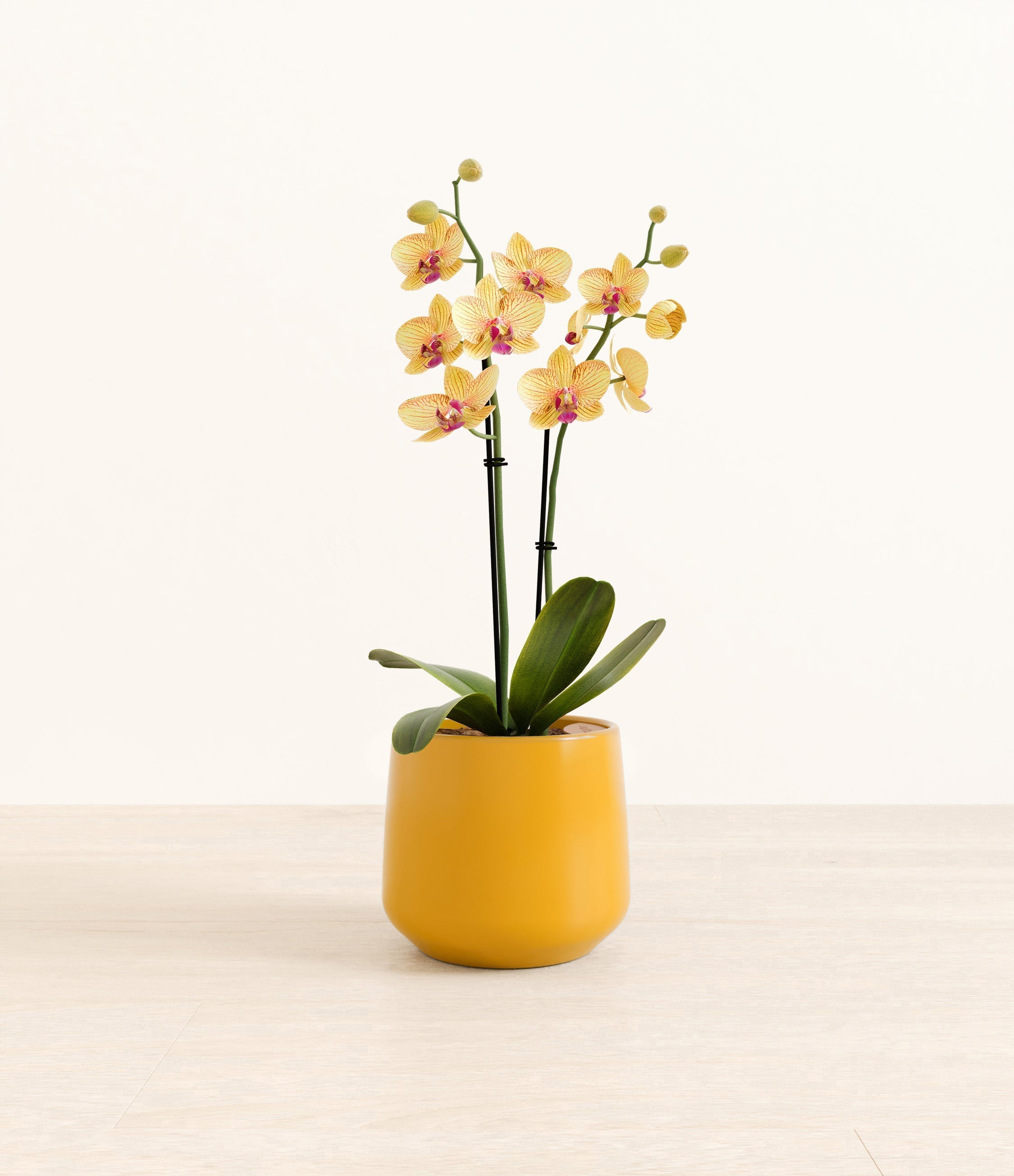 Striped Yellow Orchid plant