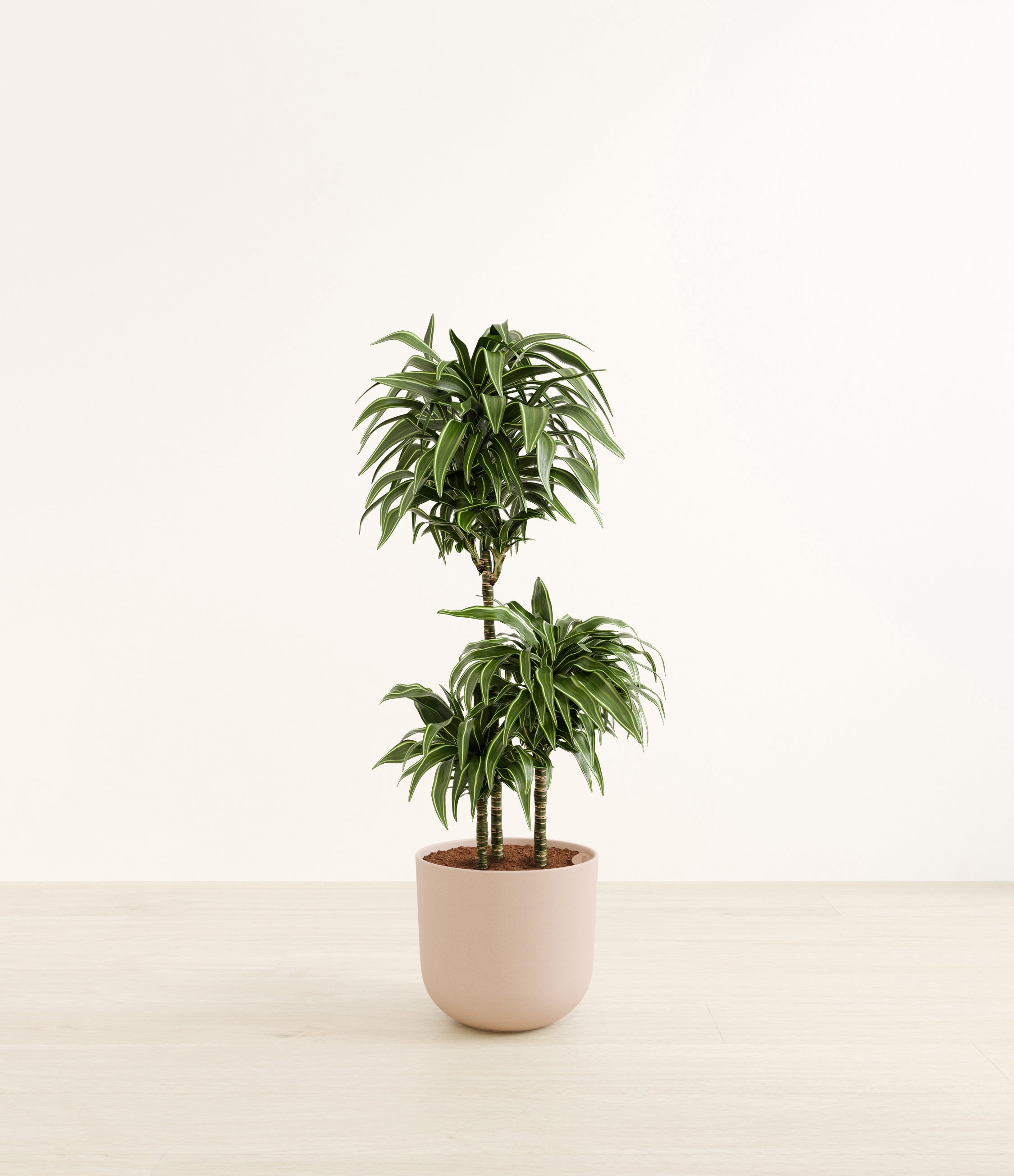 Warneckii Compacta plant