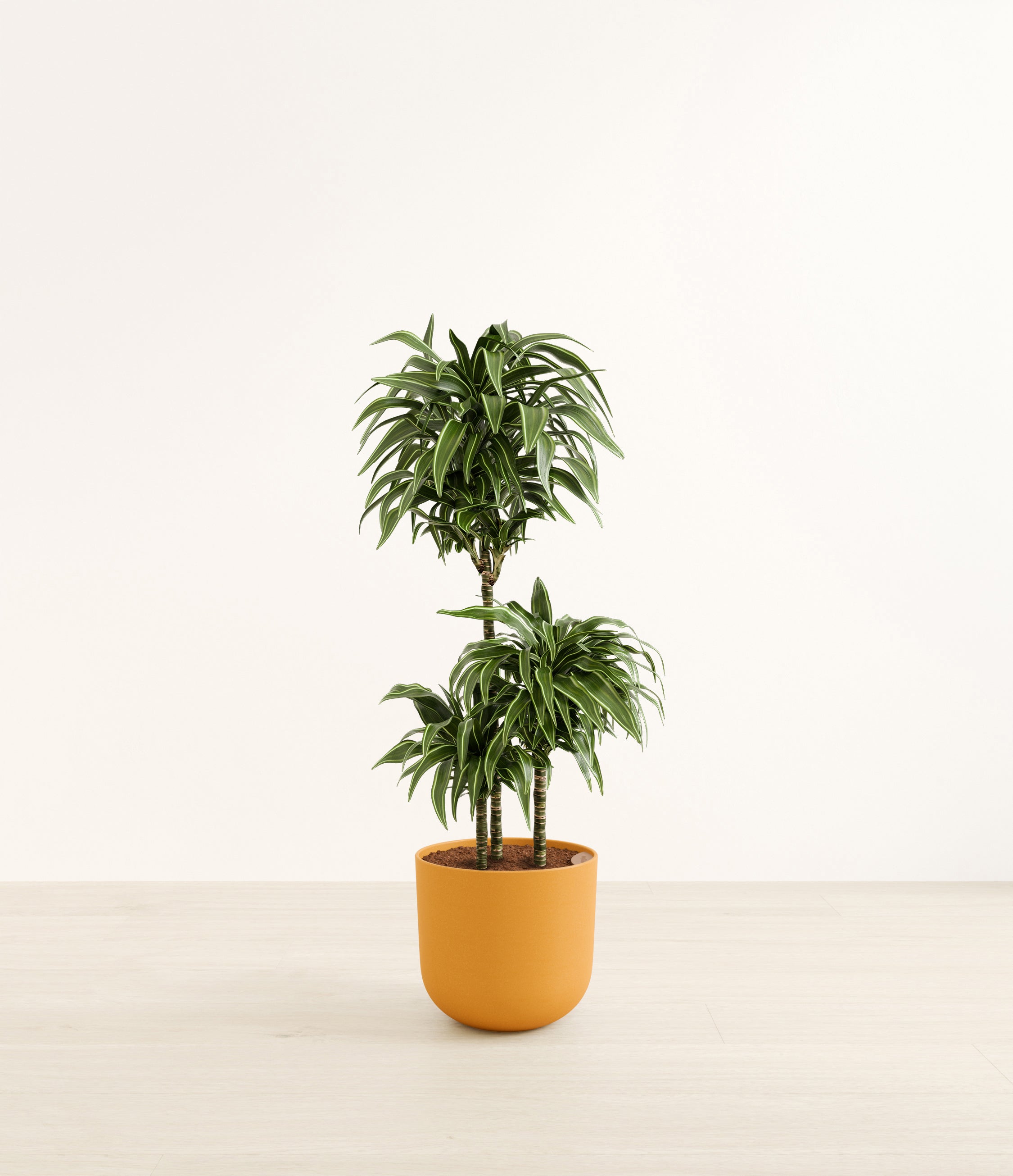 Warneckii Compacta plant
