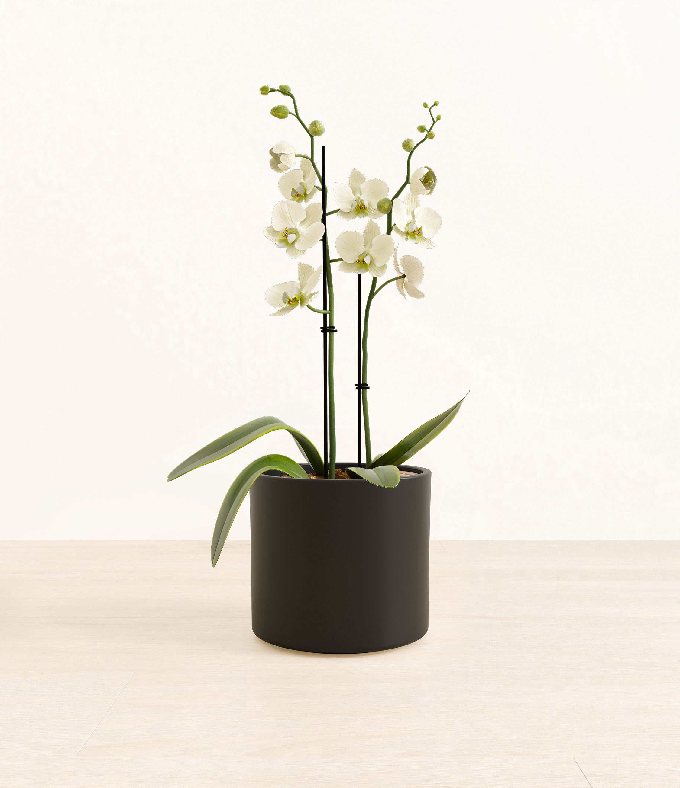 White Orchid plant