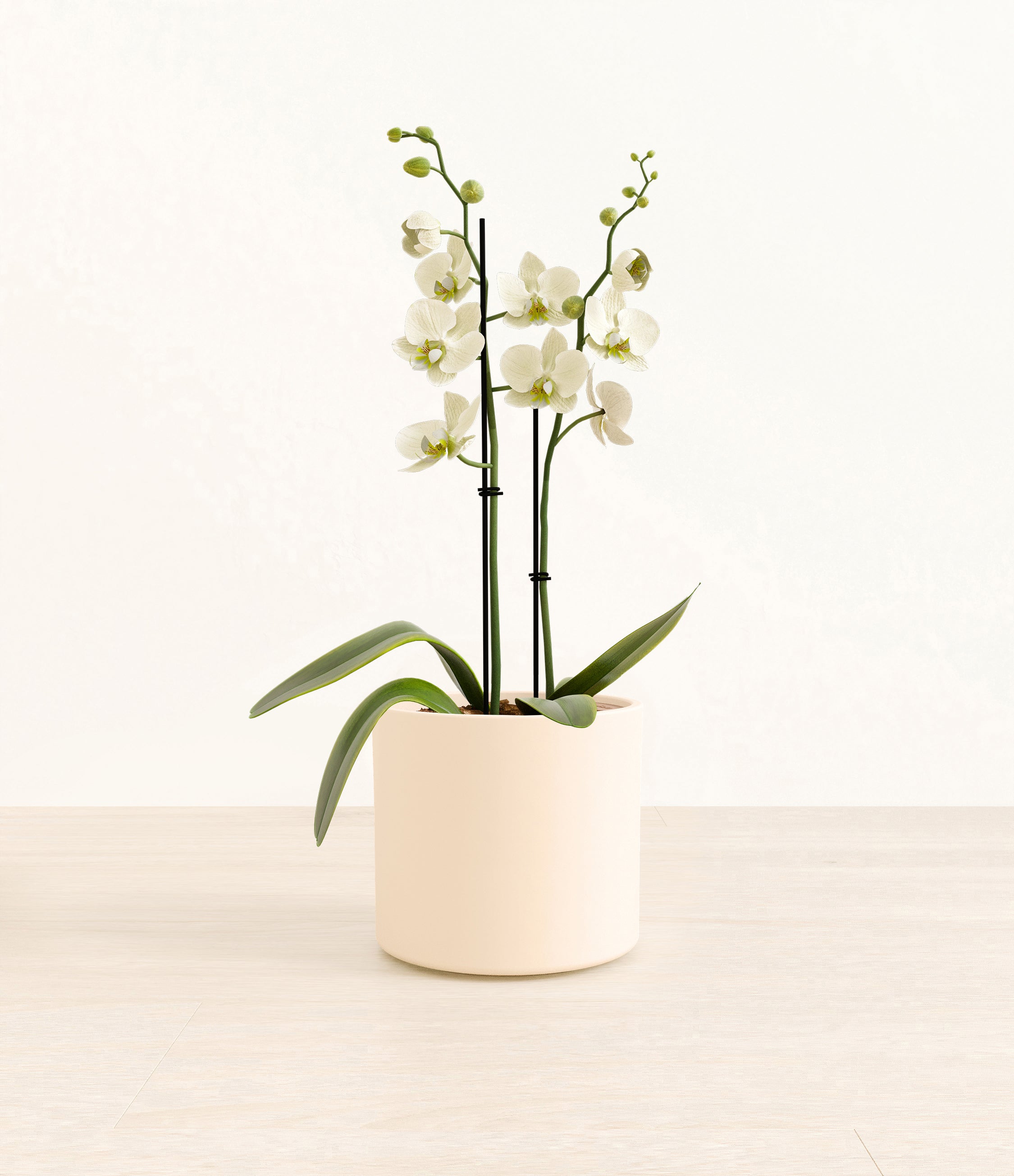 White Orchid plant